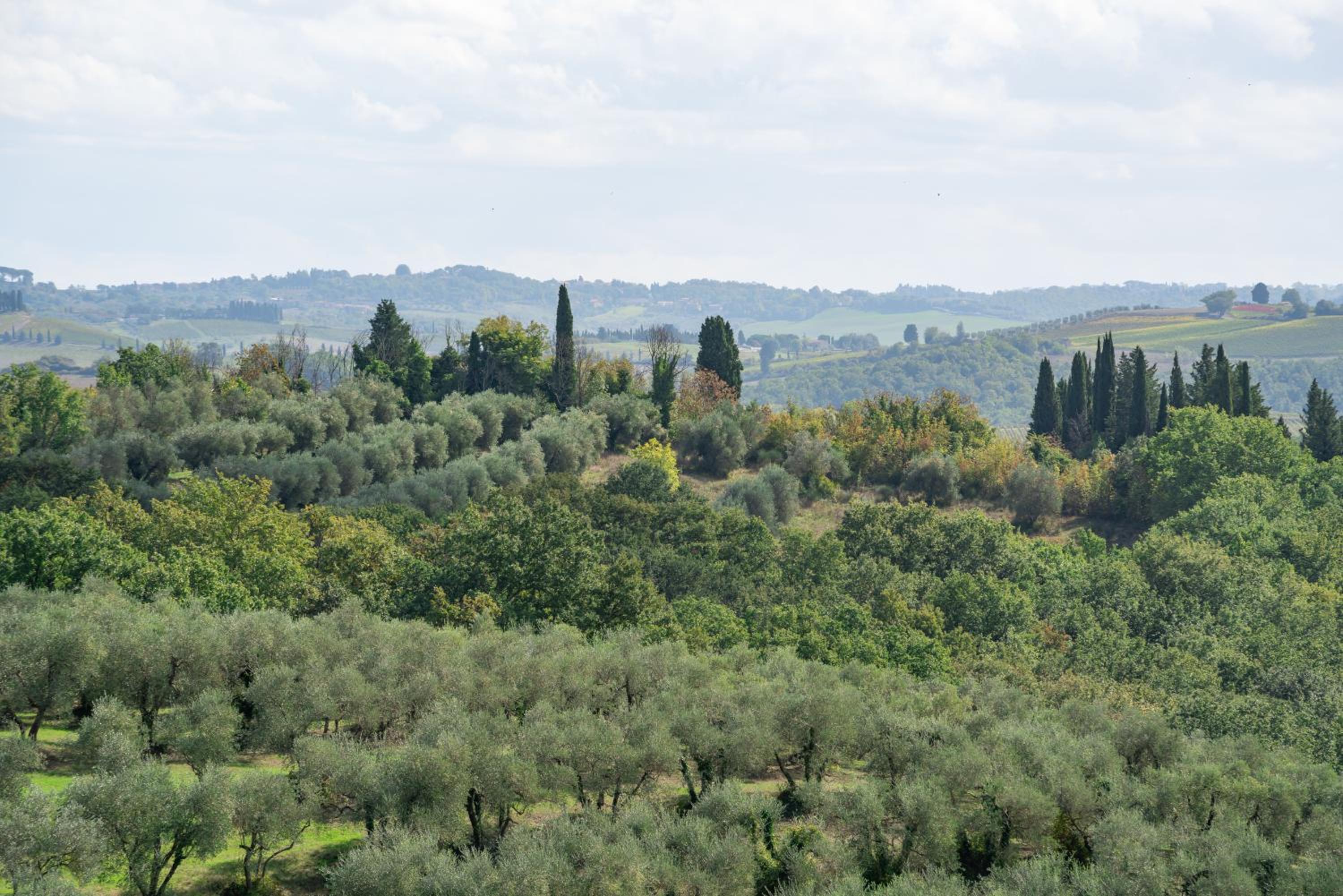Bibbiano - La Limonaia photo 4