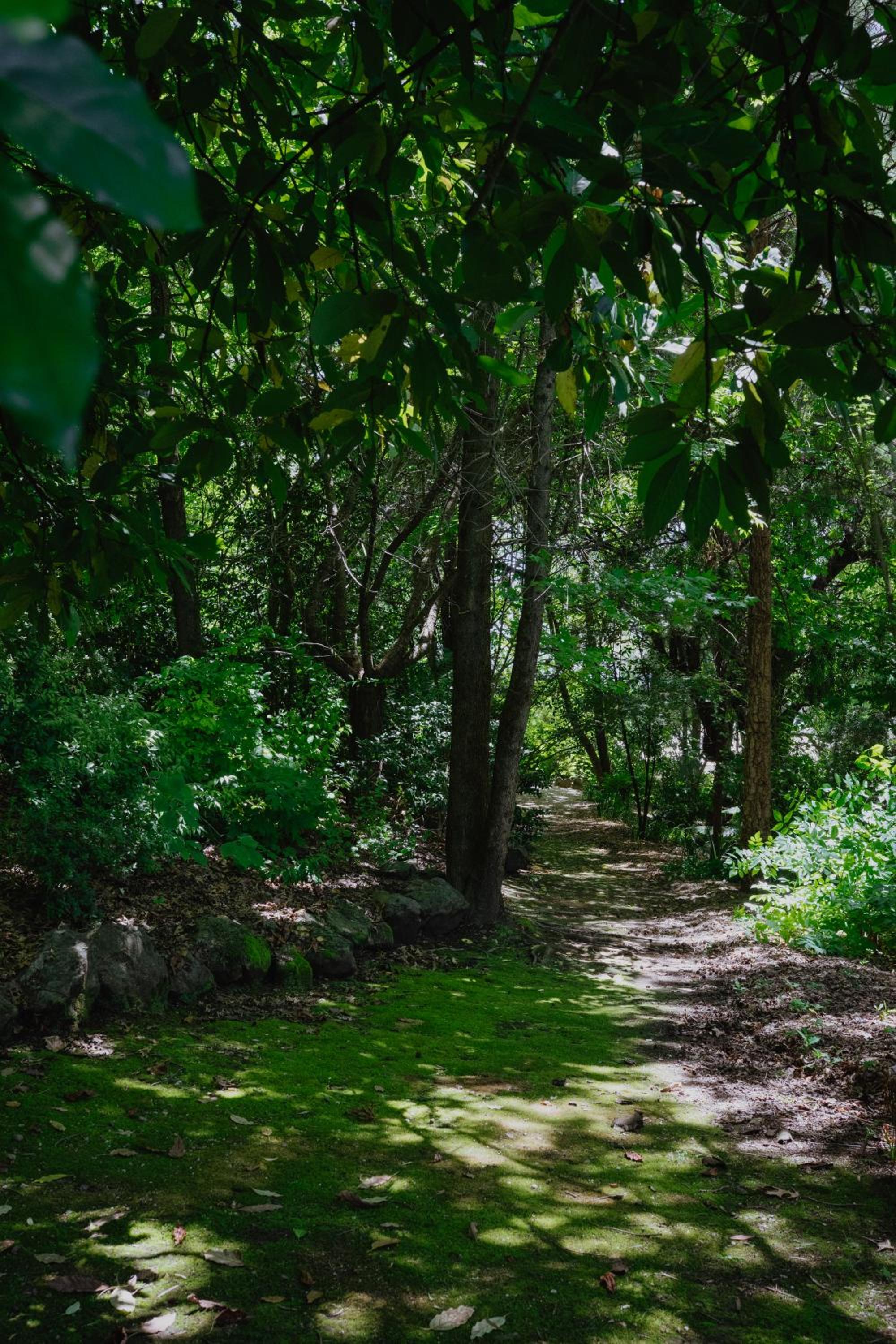 Lothlorien