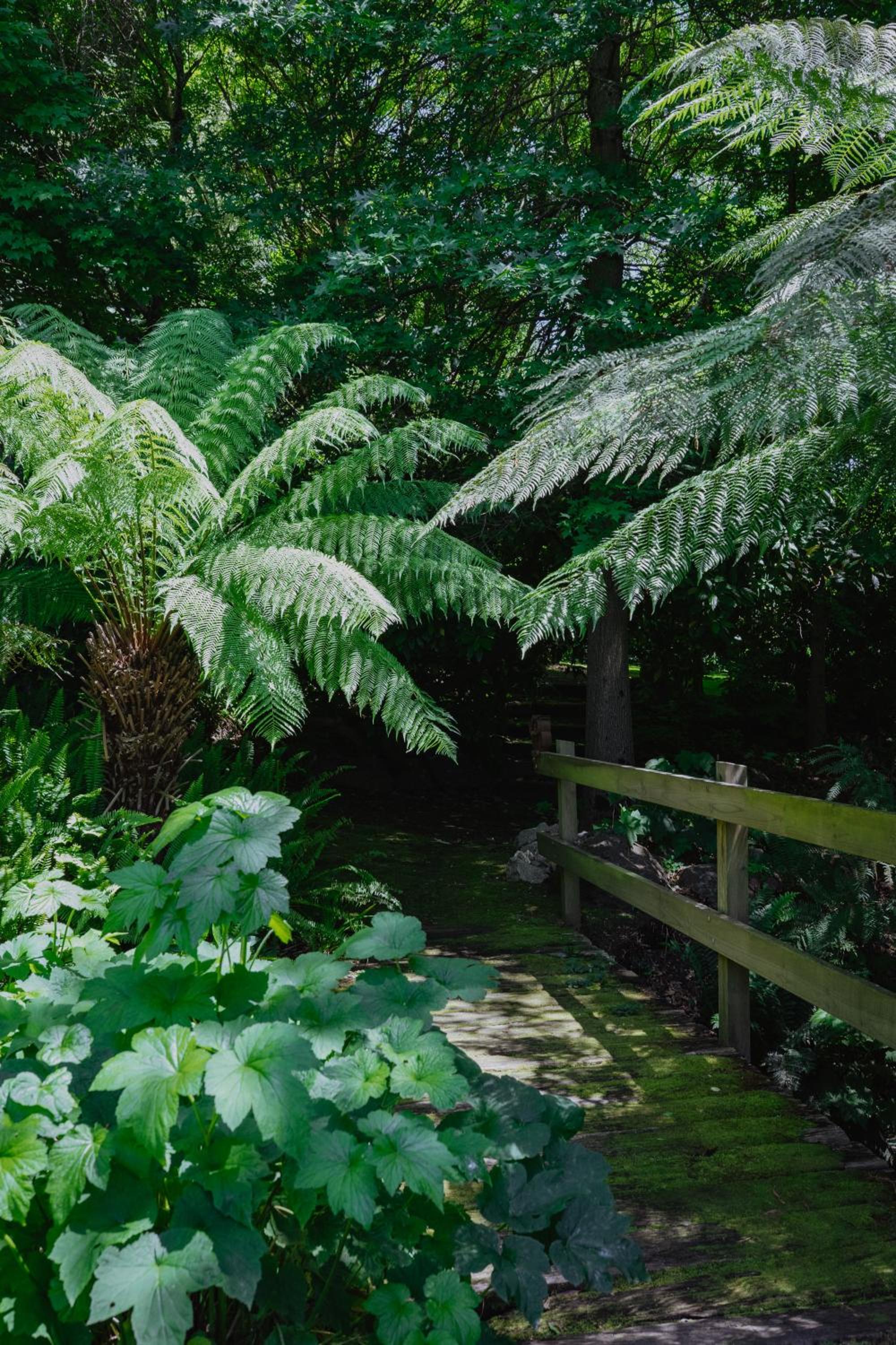Lothlorien