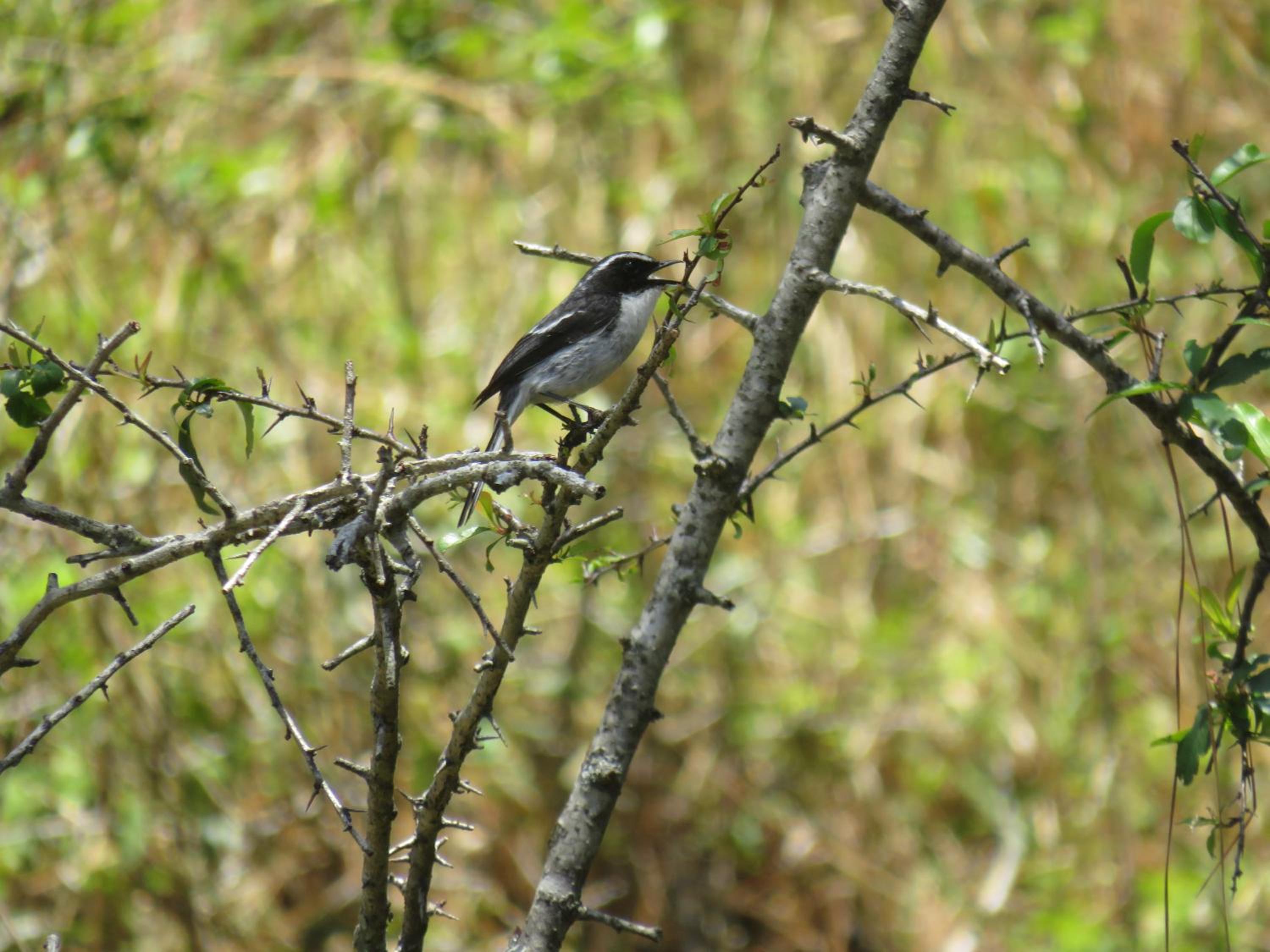 Photo 40