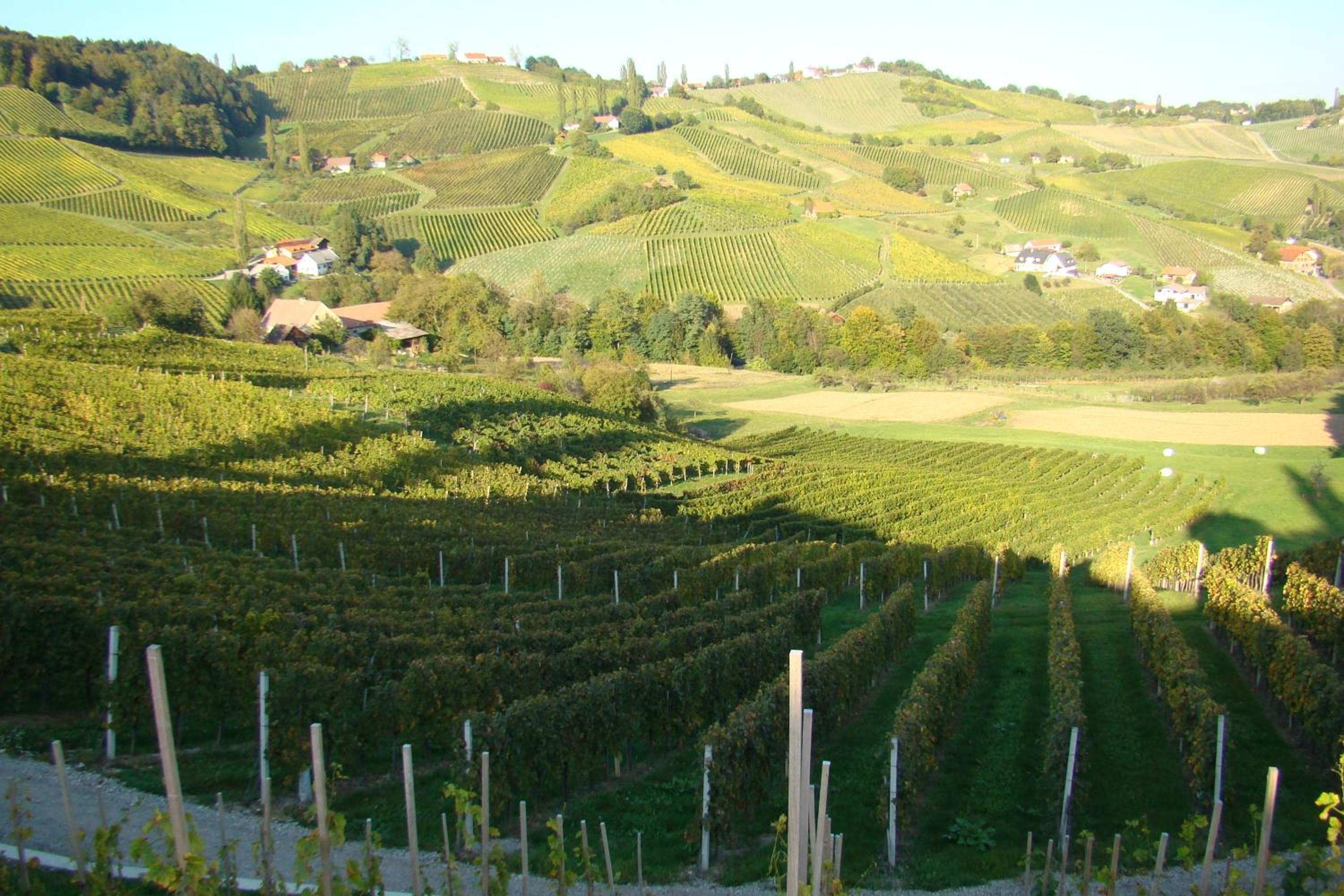 Farm Stay Jarc Vineyard view 5