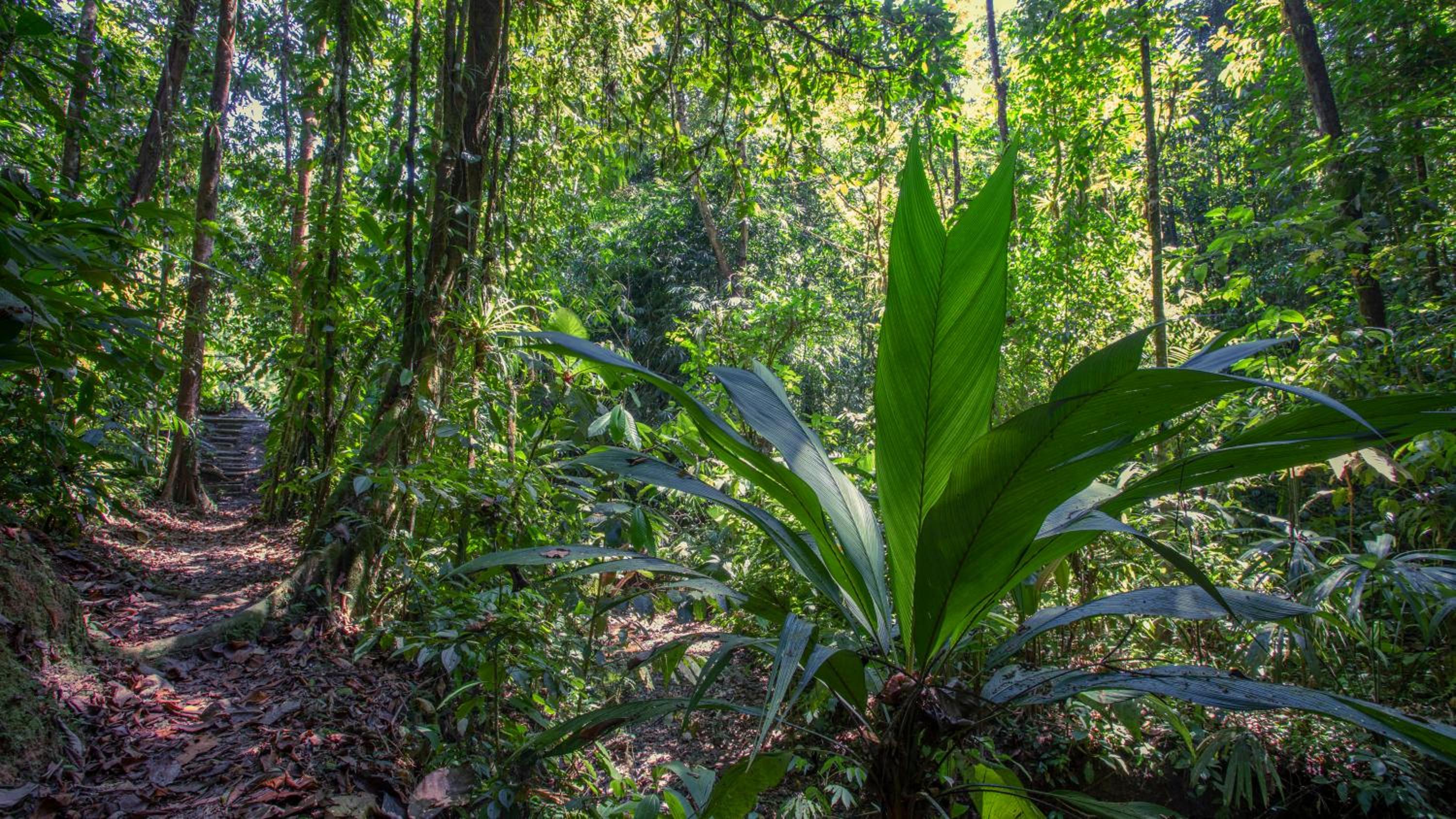 Esquinas Rainforest Lodge