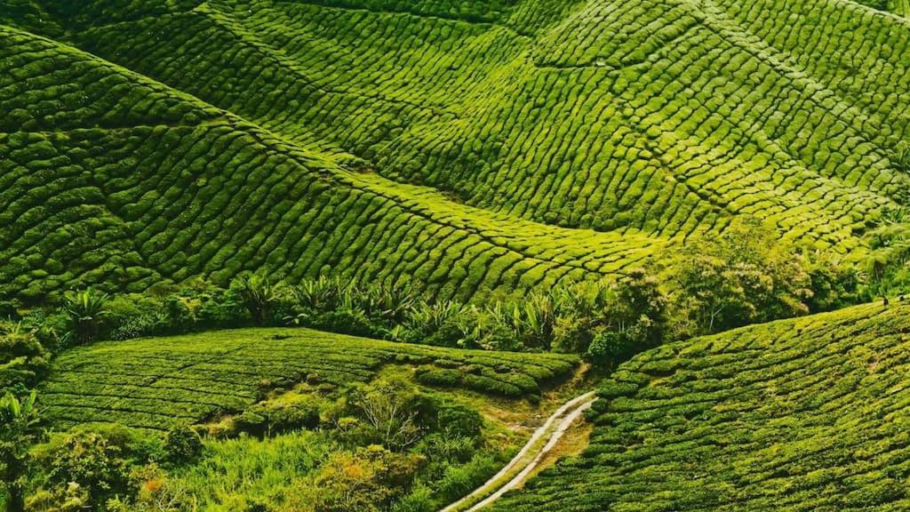 Primark Holiday Apartment Cameron Highlands photo 3