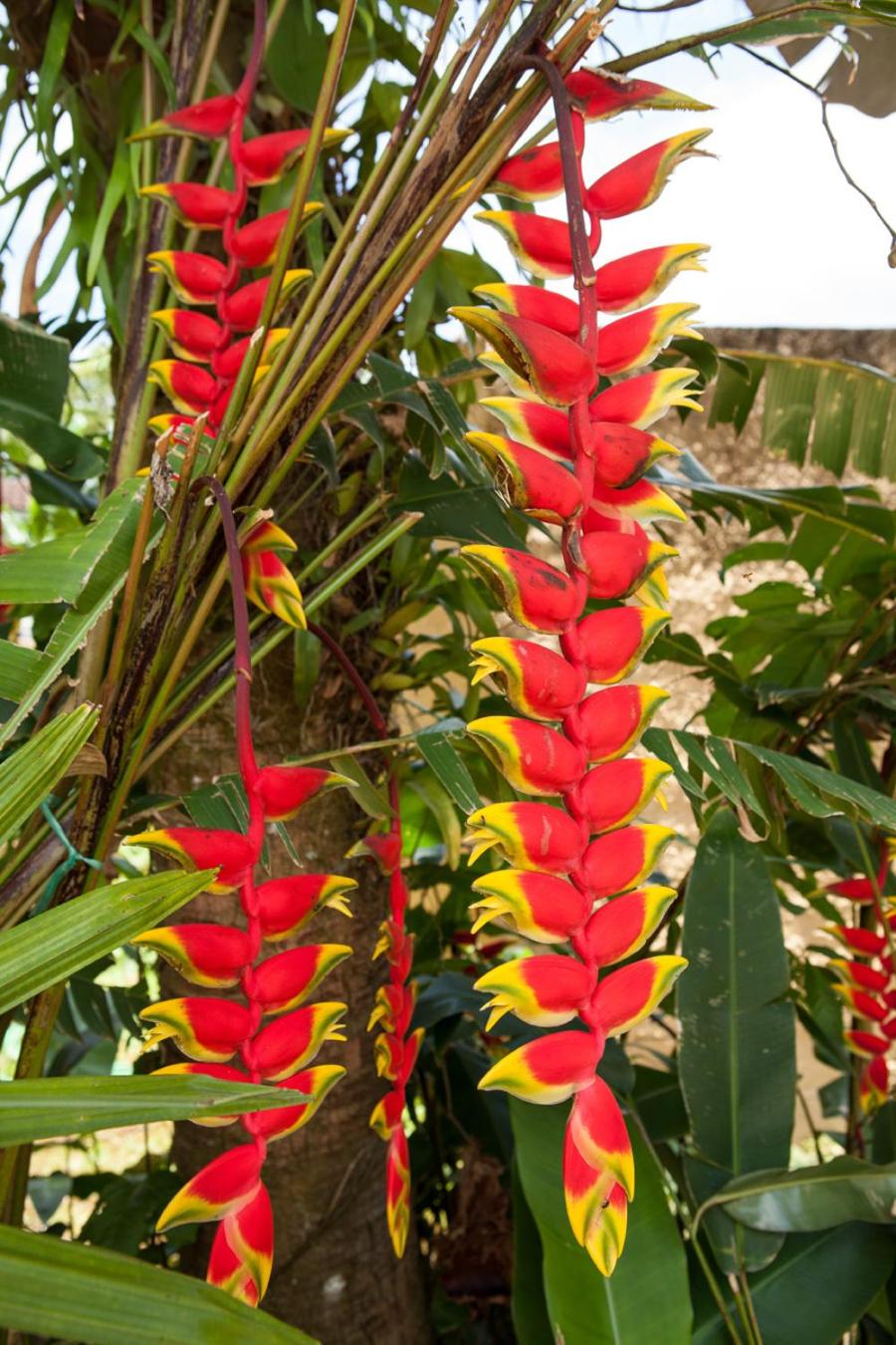 Pousada Camburioca