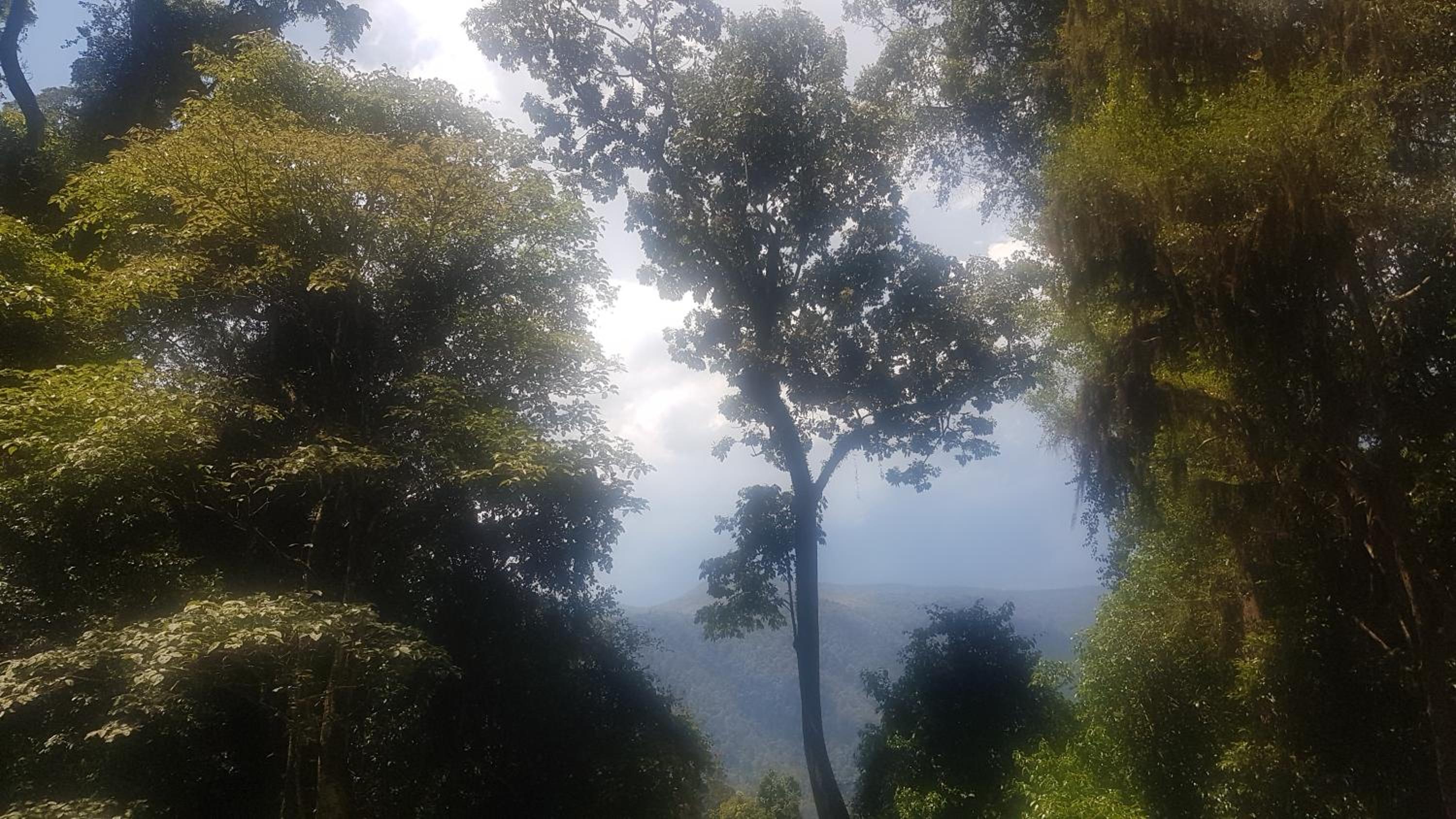 Dorrigo Bush Pepper Retreat
