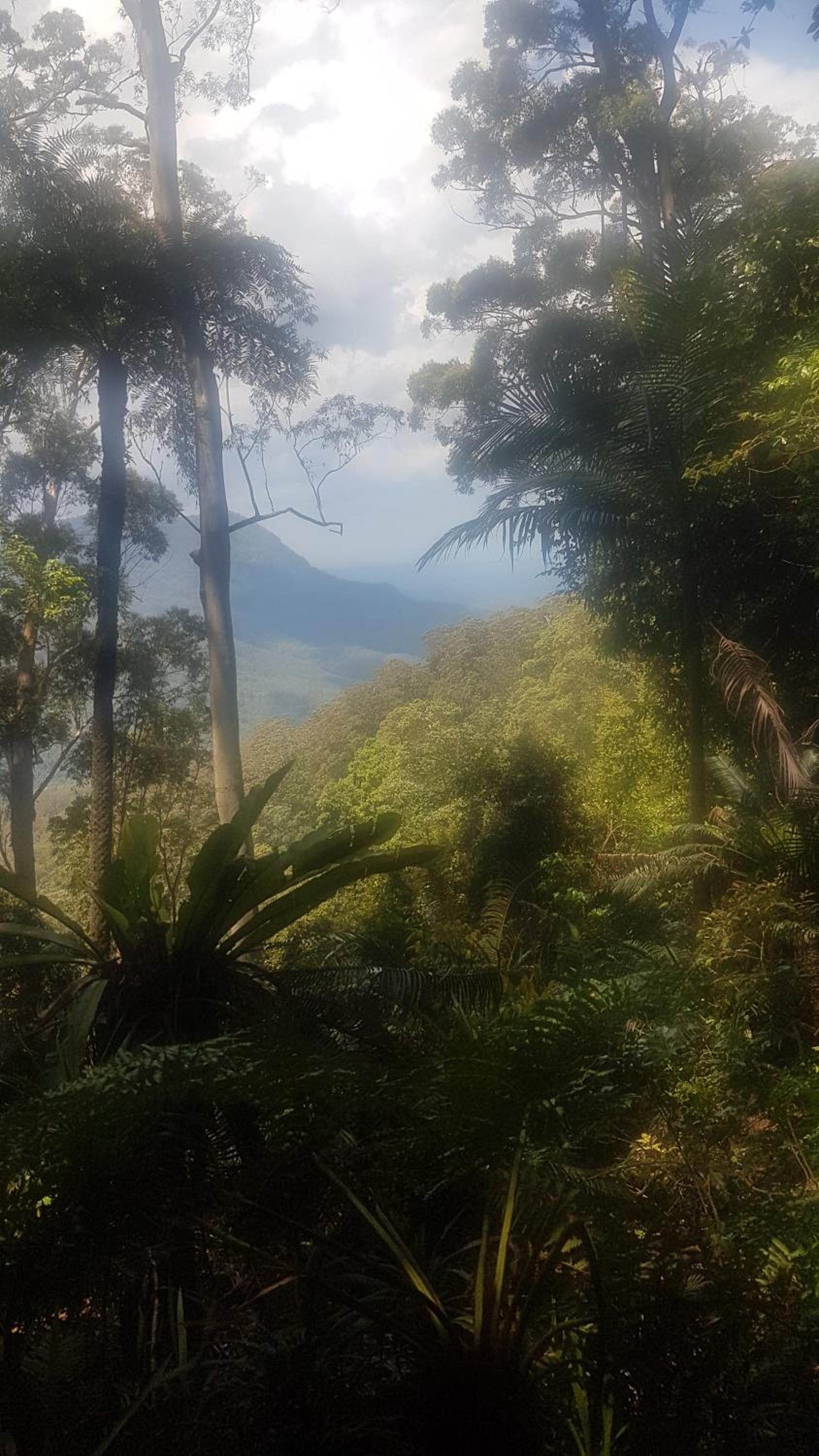 Dorrigo Bush Pepper Retreat