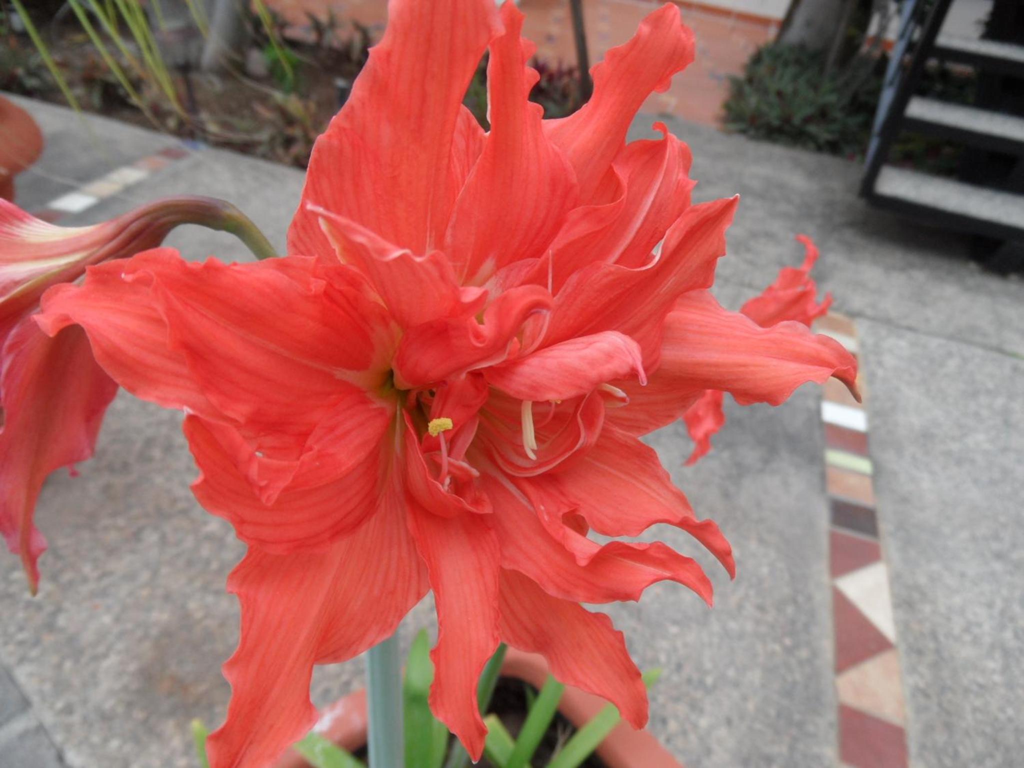 Riviera Nayarit Vacations - Casa Virgilios BB - Property Image 12