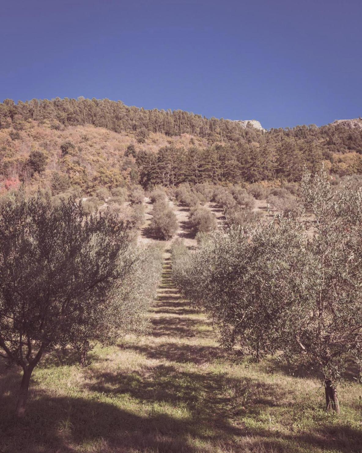 Agriturismo Querceto