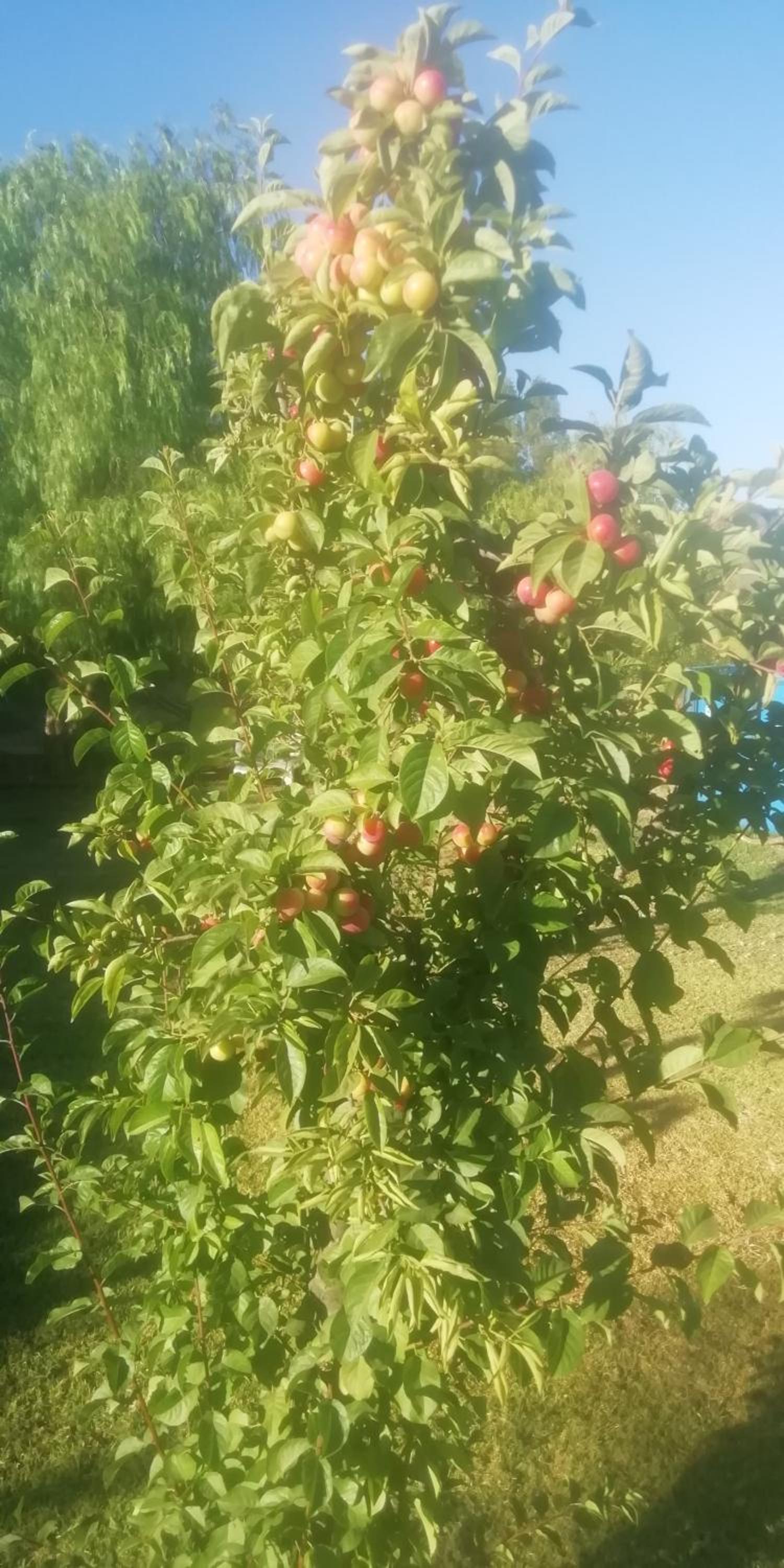 Conectar con la naturaleza te hará más feliz