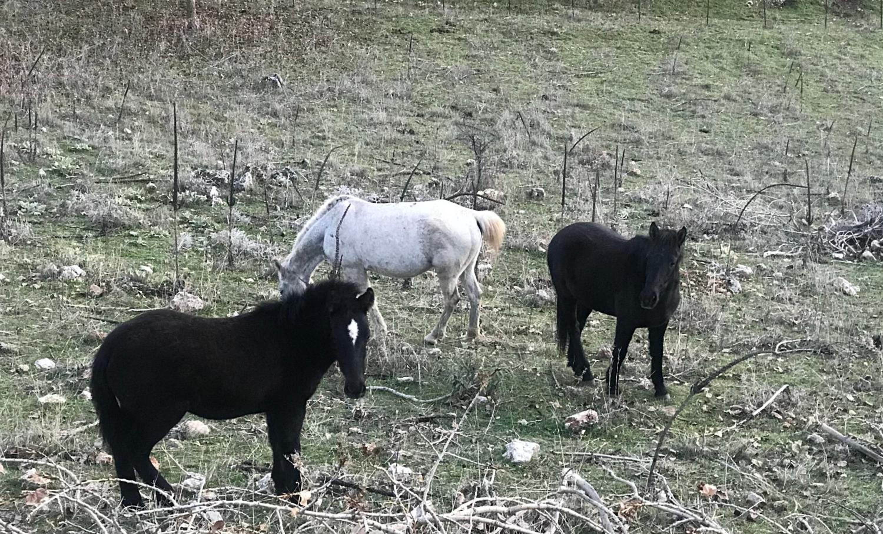 Chalet in the Forest photo 2