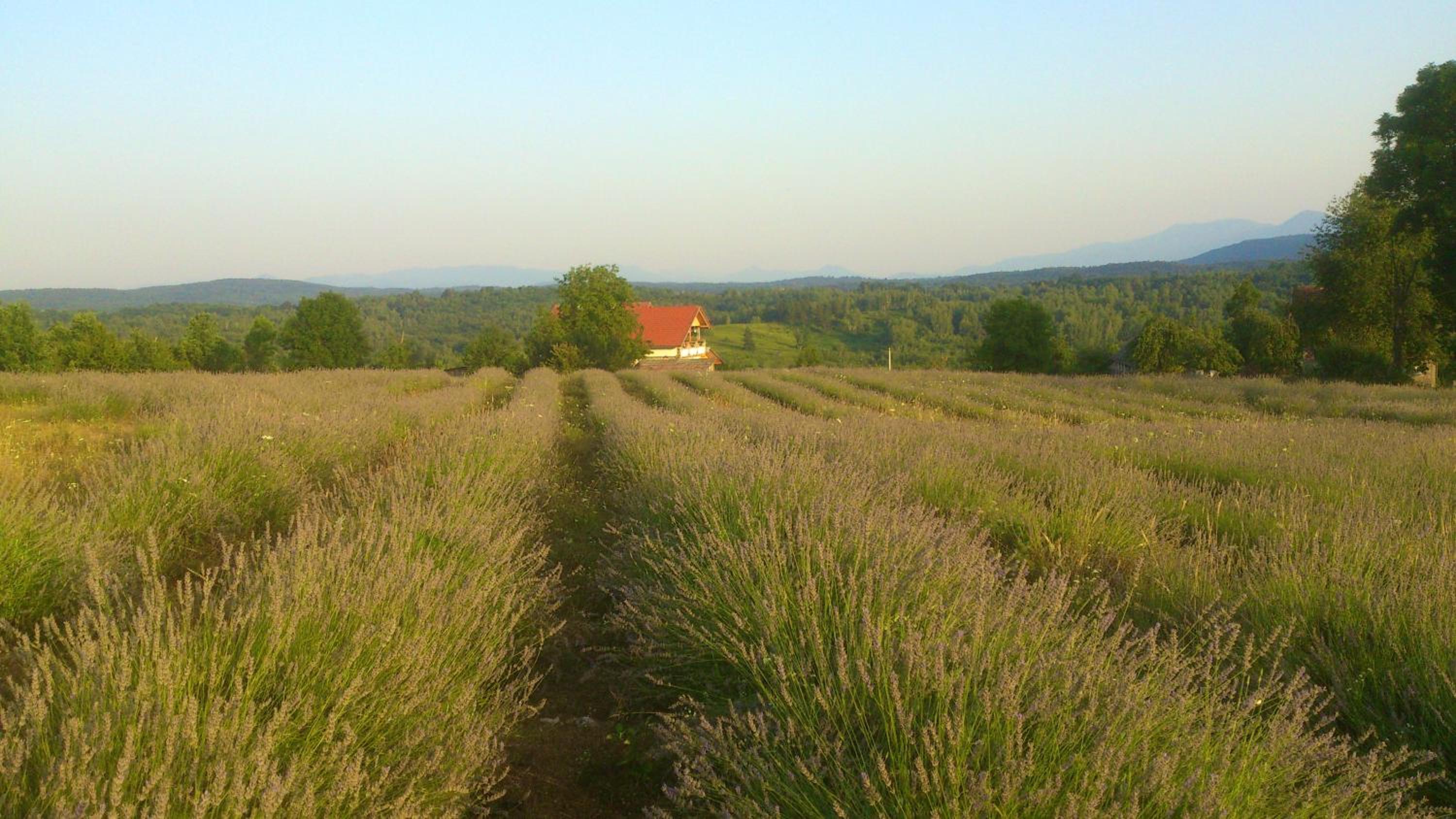 Photo 33