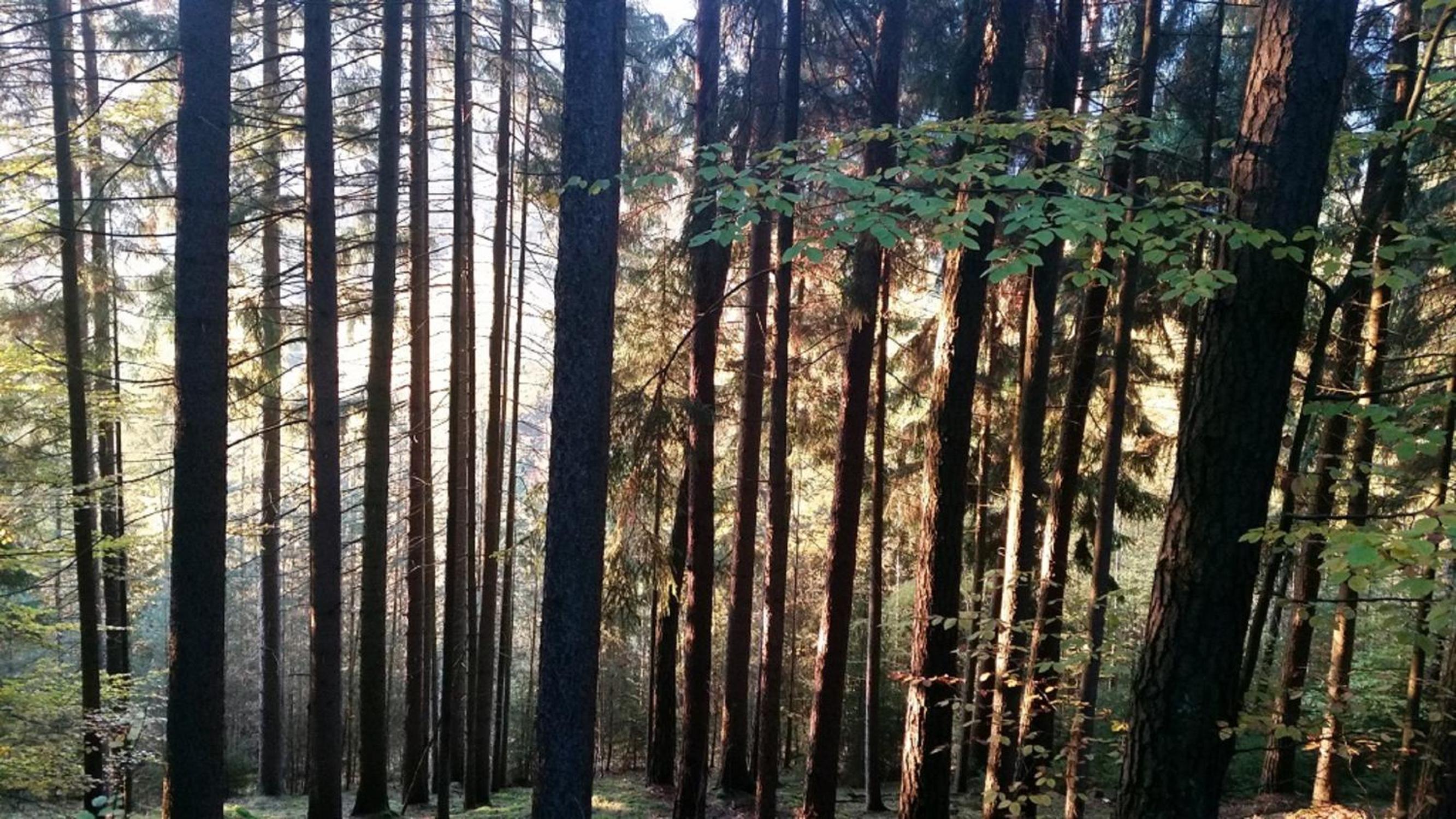 Photo 19