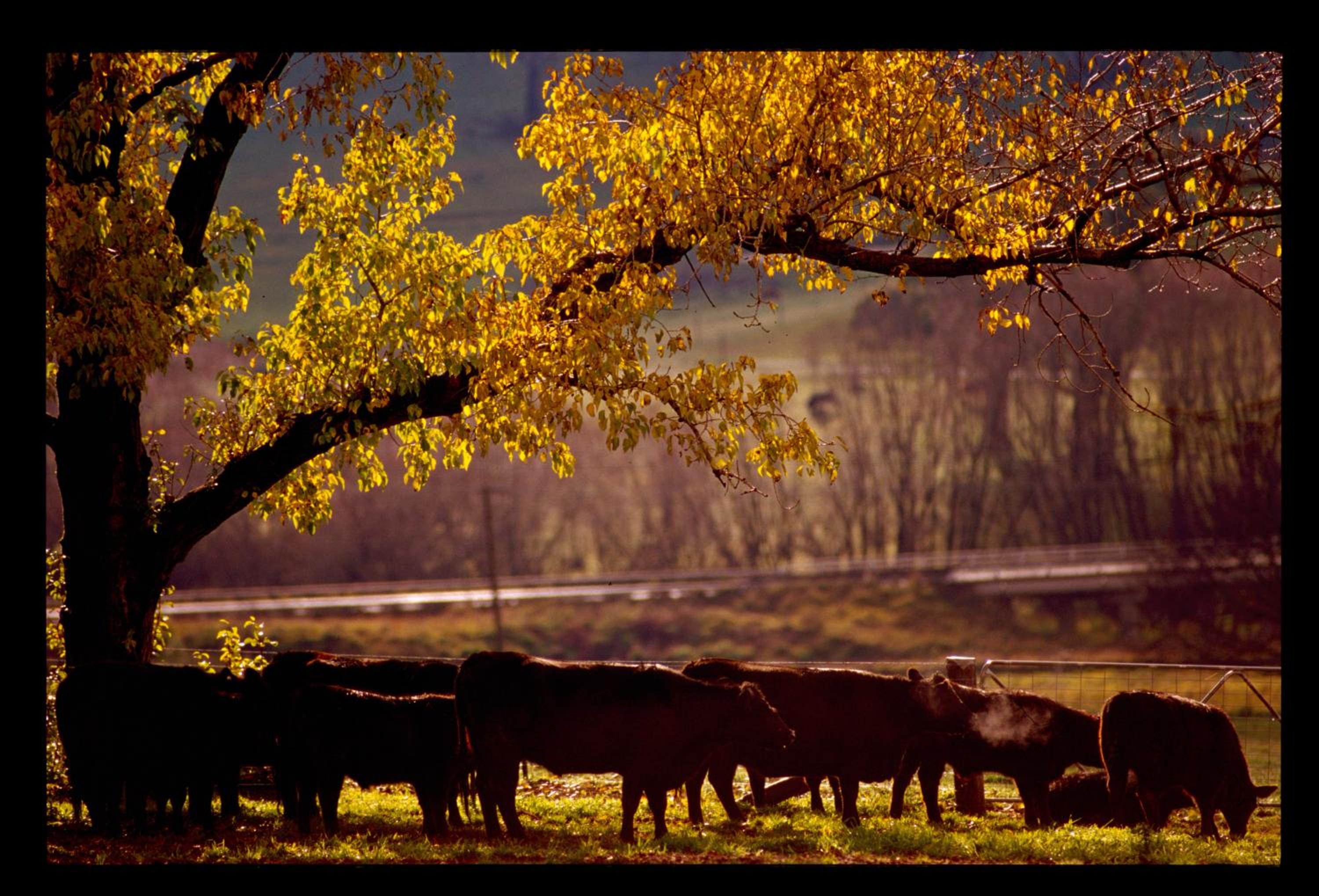 Black Sheep Inn