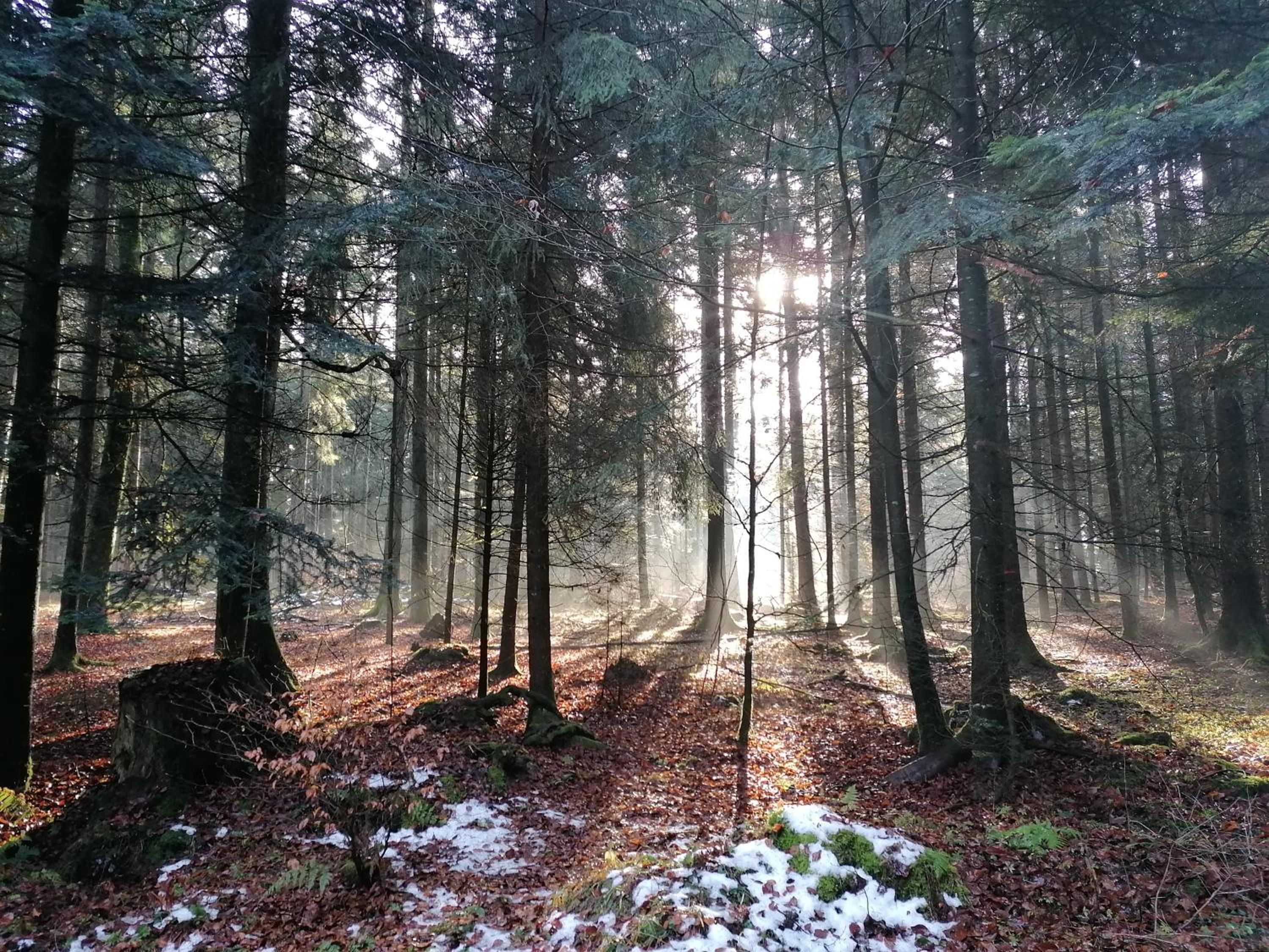 fewo-turmblick-rottweil