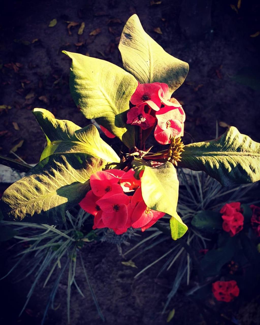 Photo 25