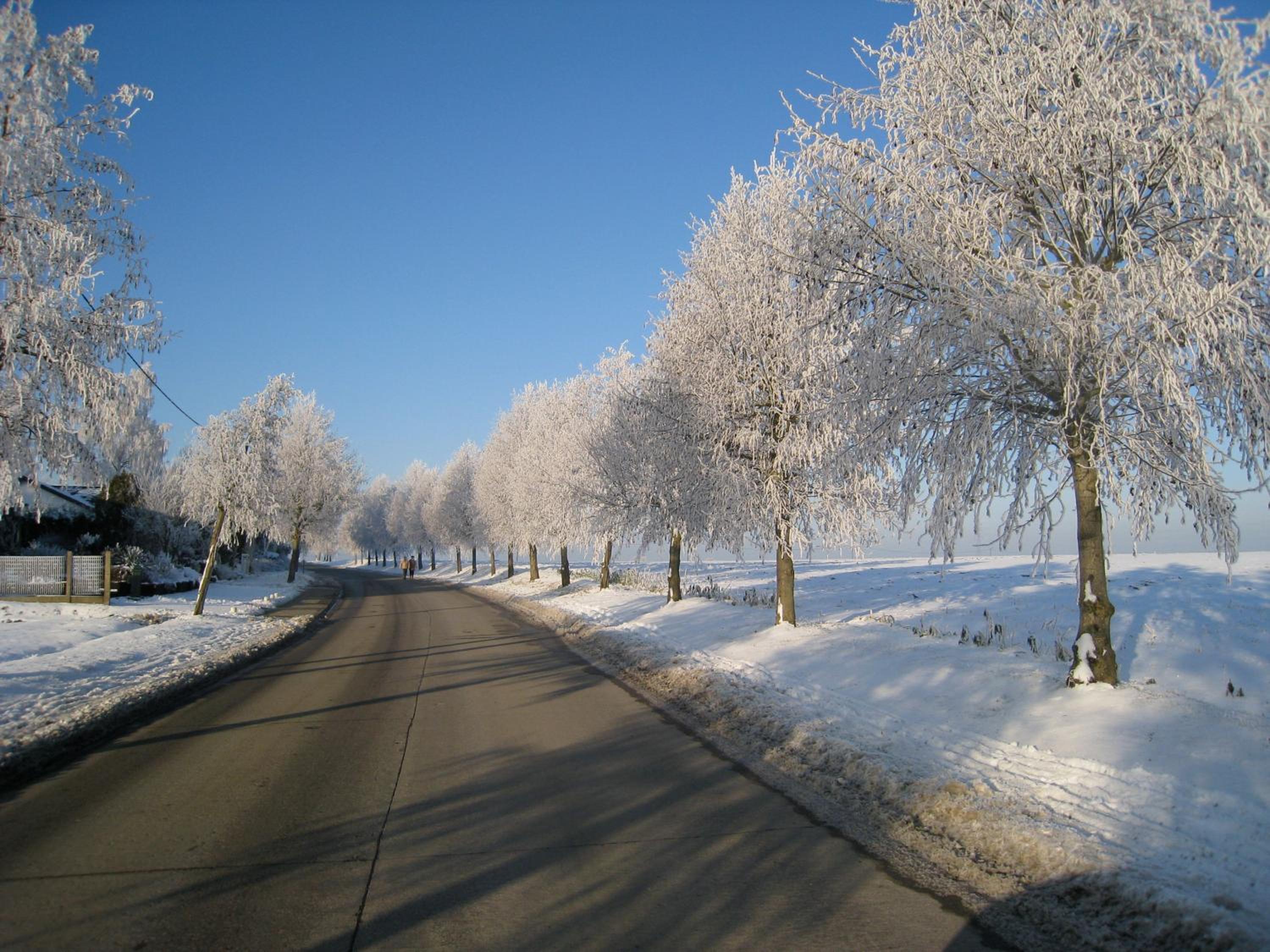 Linden-Jachthoorn, photo 20