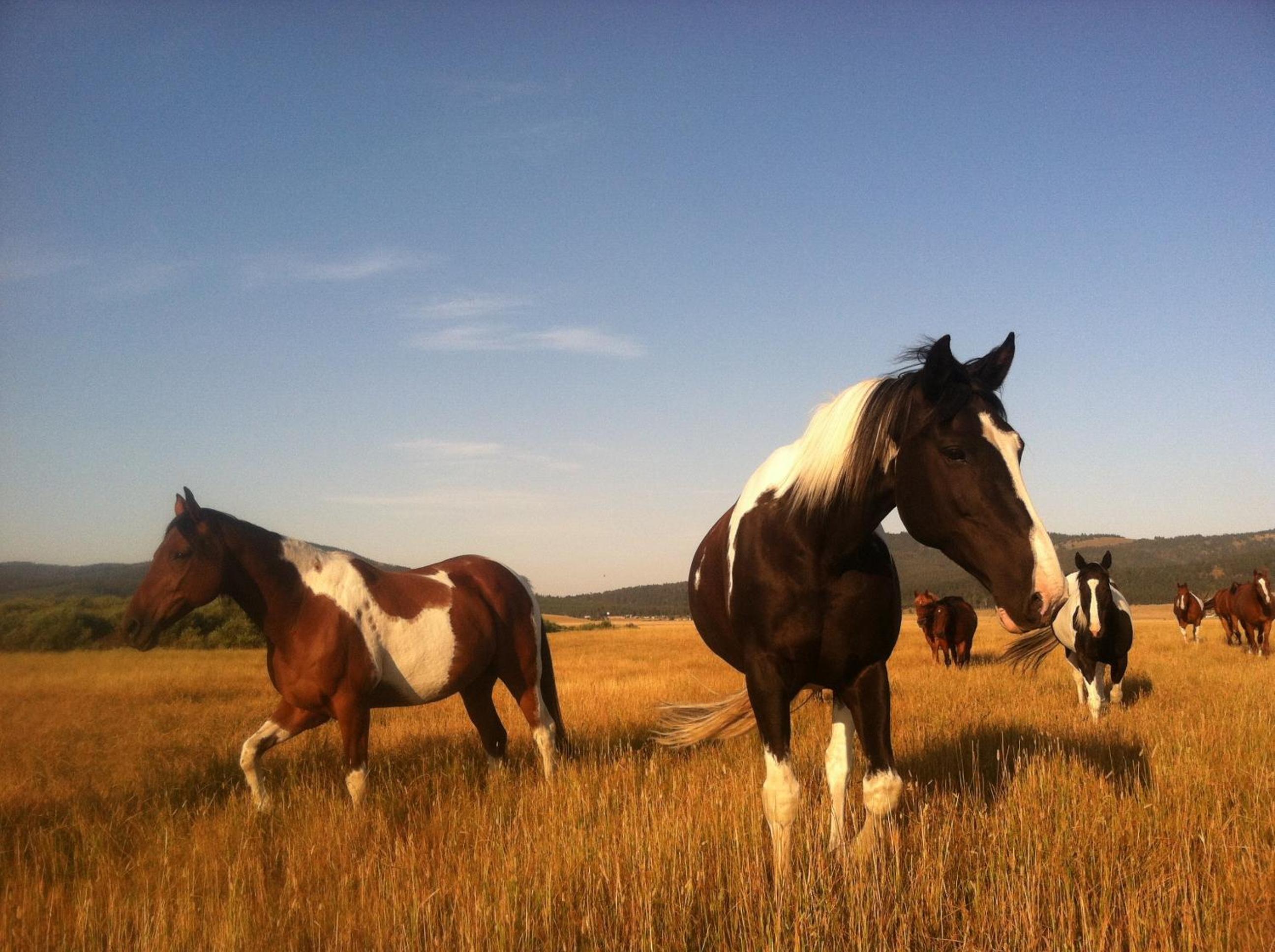Bar N Ranch