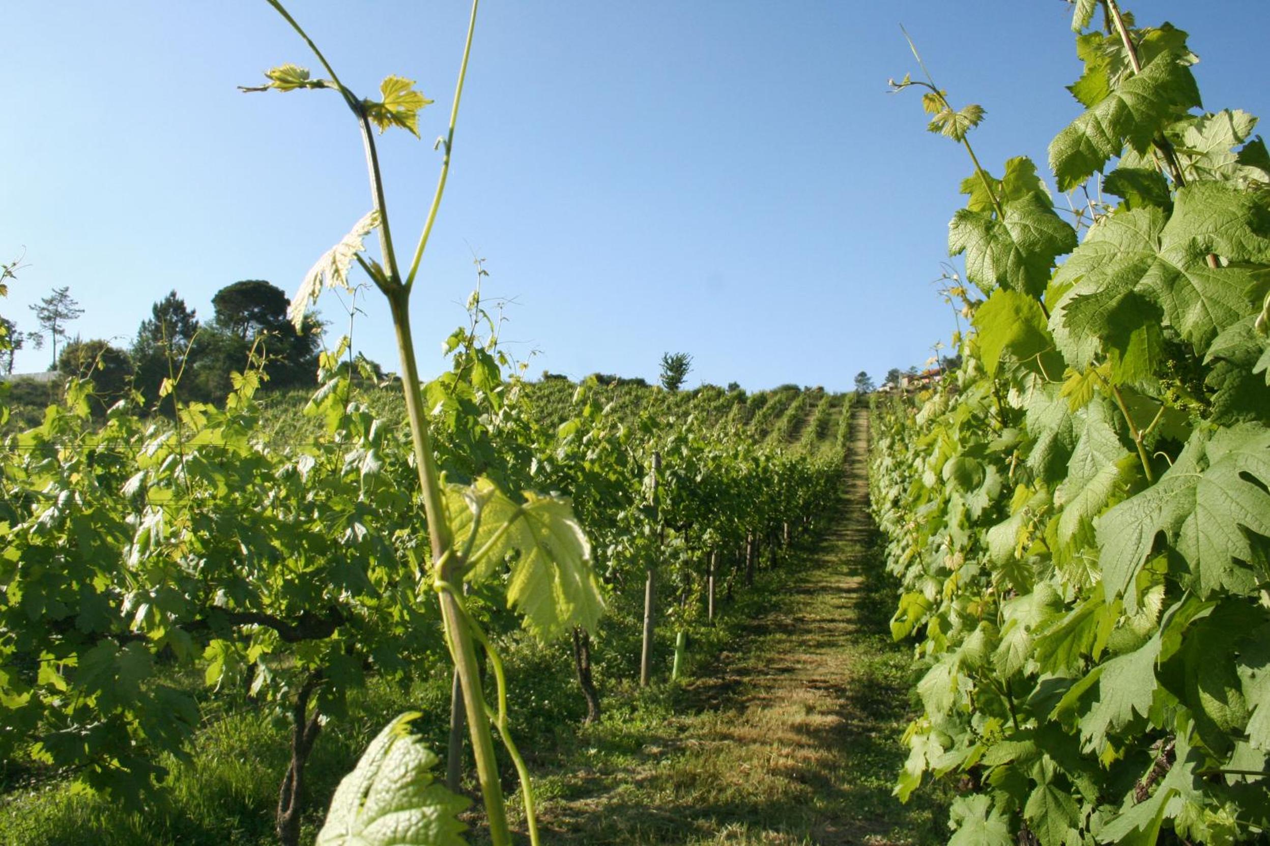 Quinta de Lourosa
