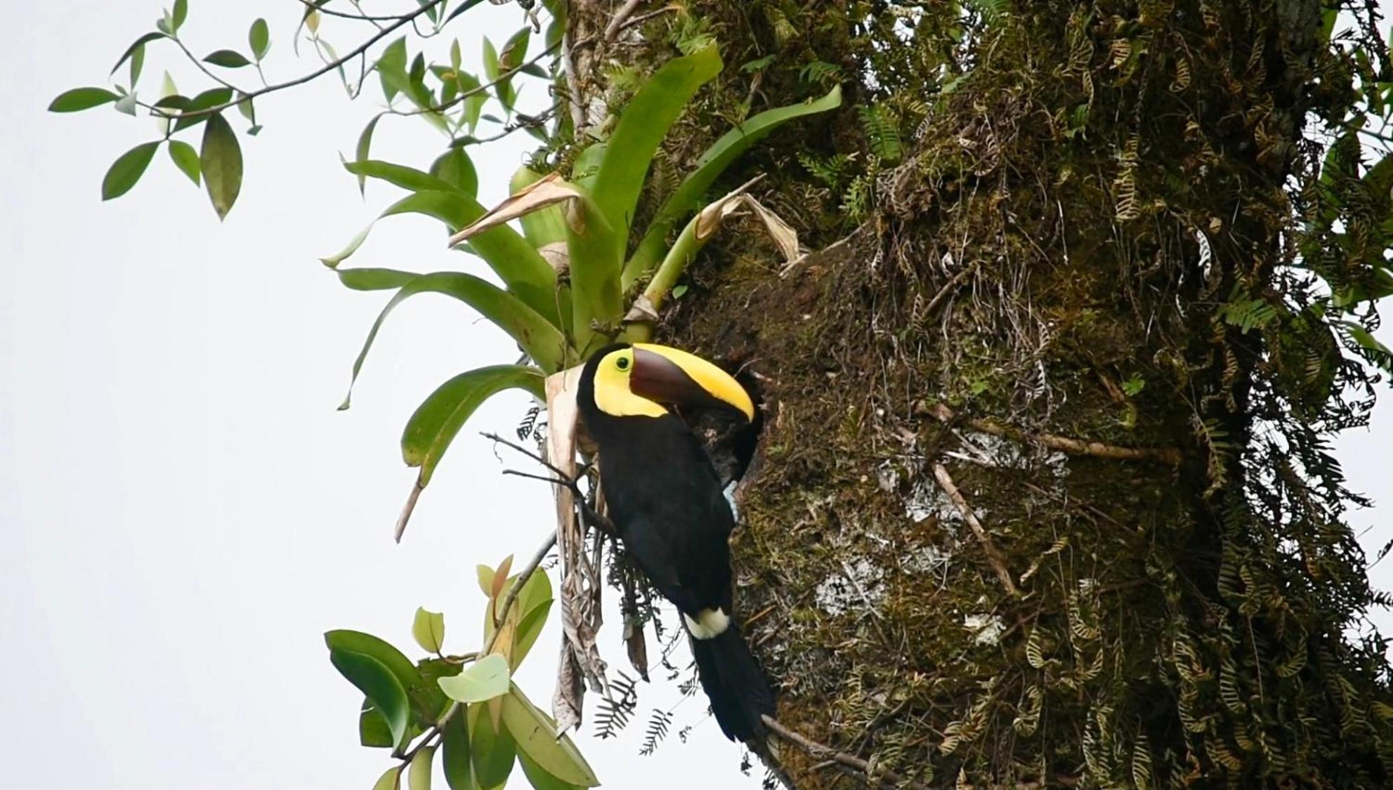 Villa Tucan