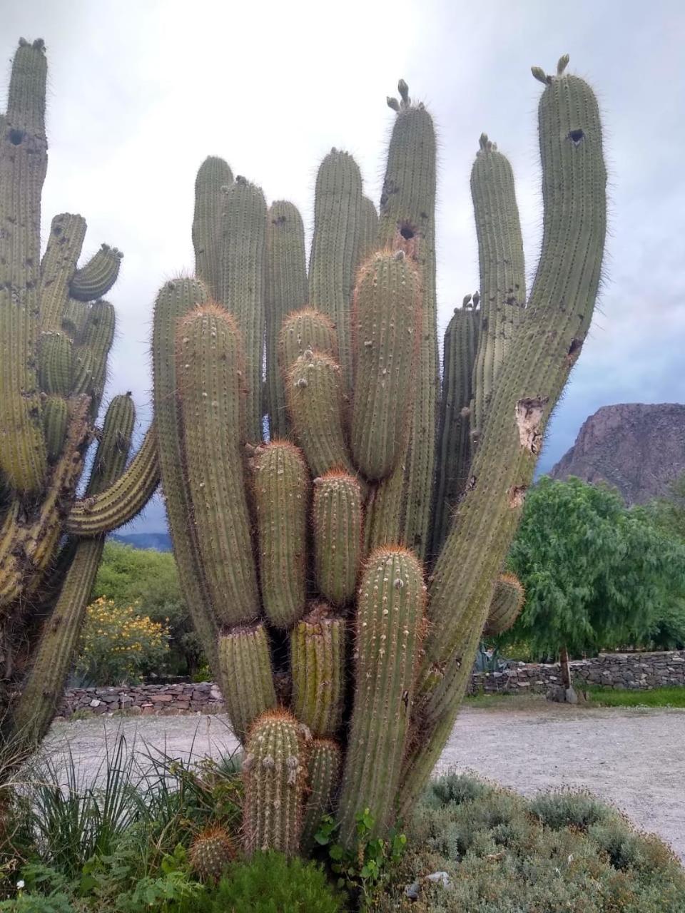 Casa Torrontés - Viñedos de Cafayate Alquiler Temporario