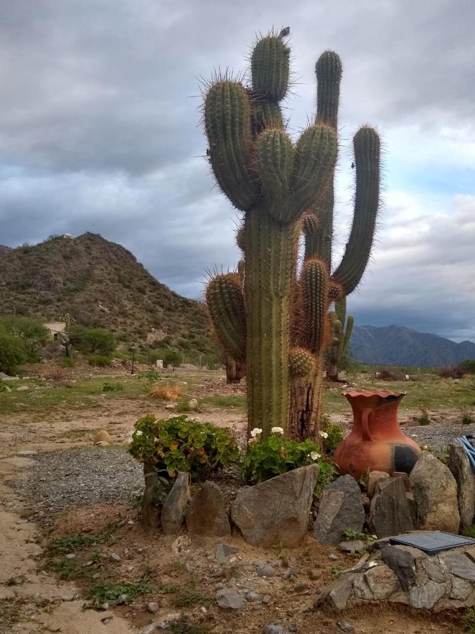Casa Torrontés - Viñedos de Cafayate Alquiler Temporario