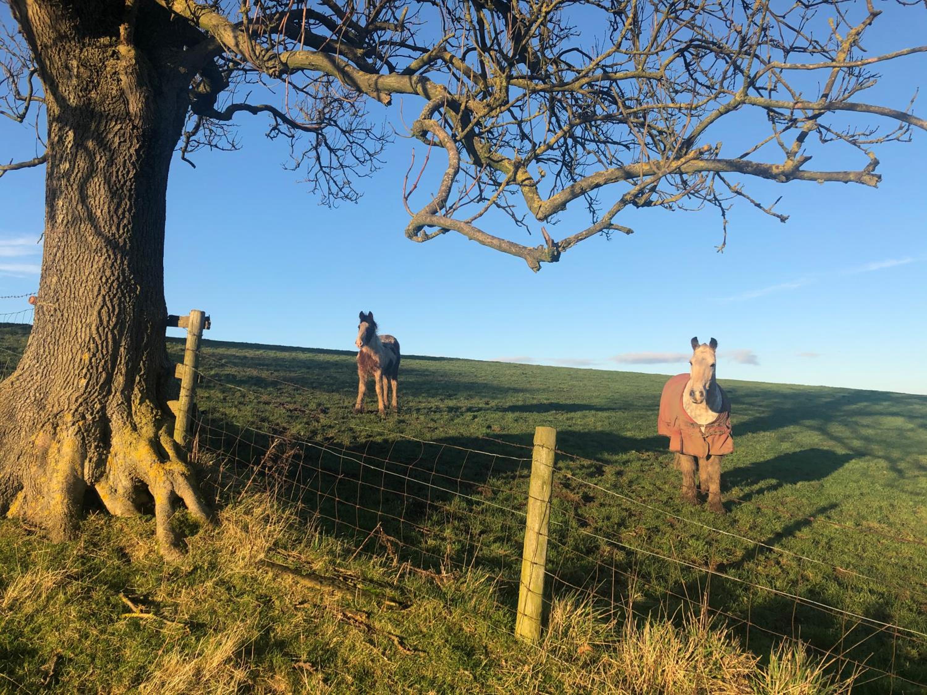 Folly Hall Farm