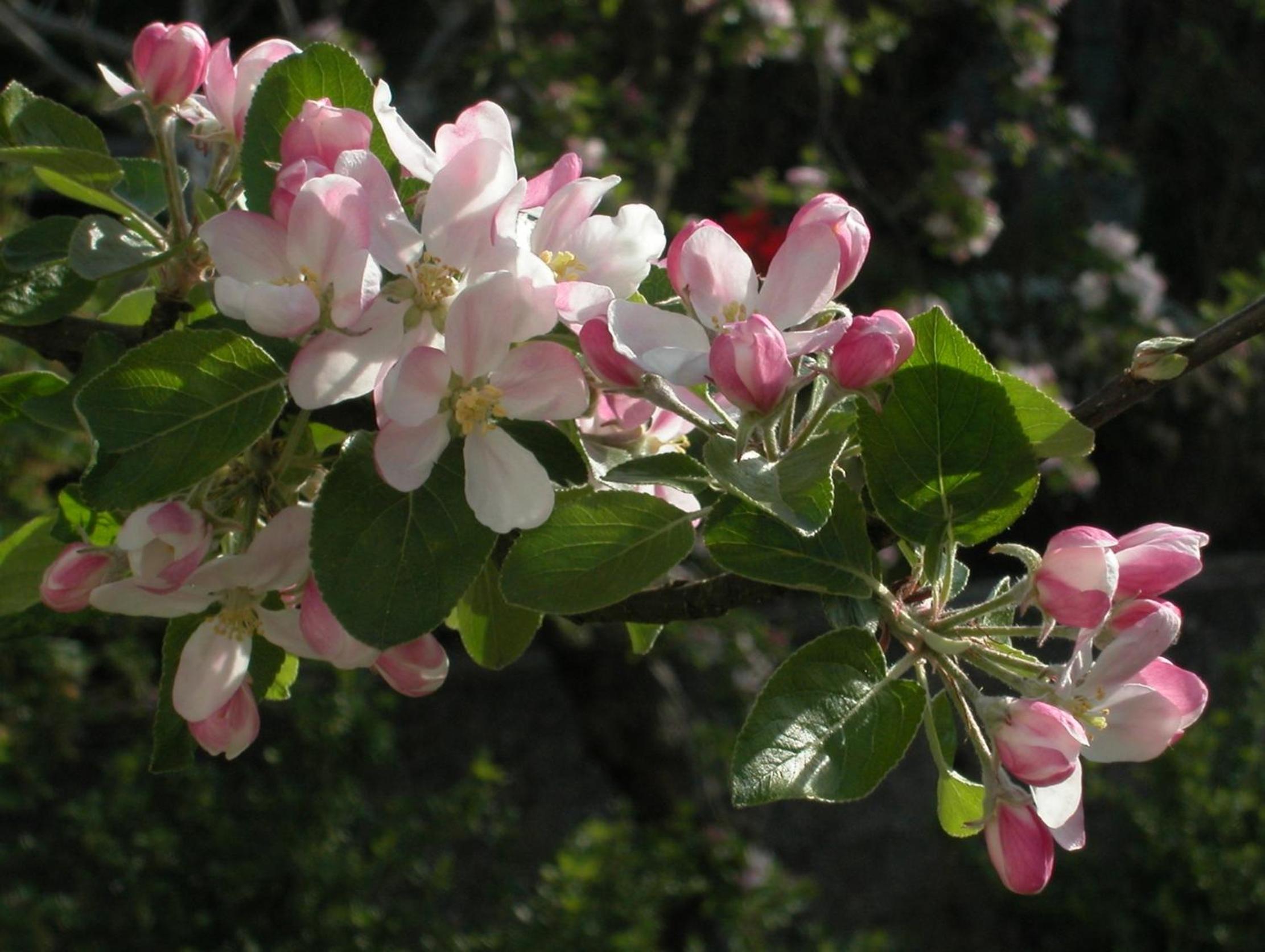 Photo 42