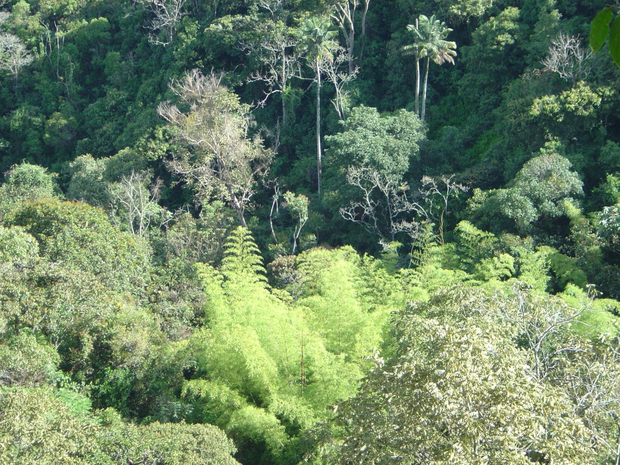 Kasaguadua - RESERVA NATURAL view 4
