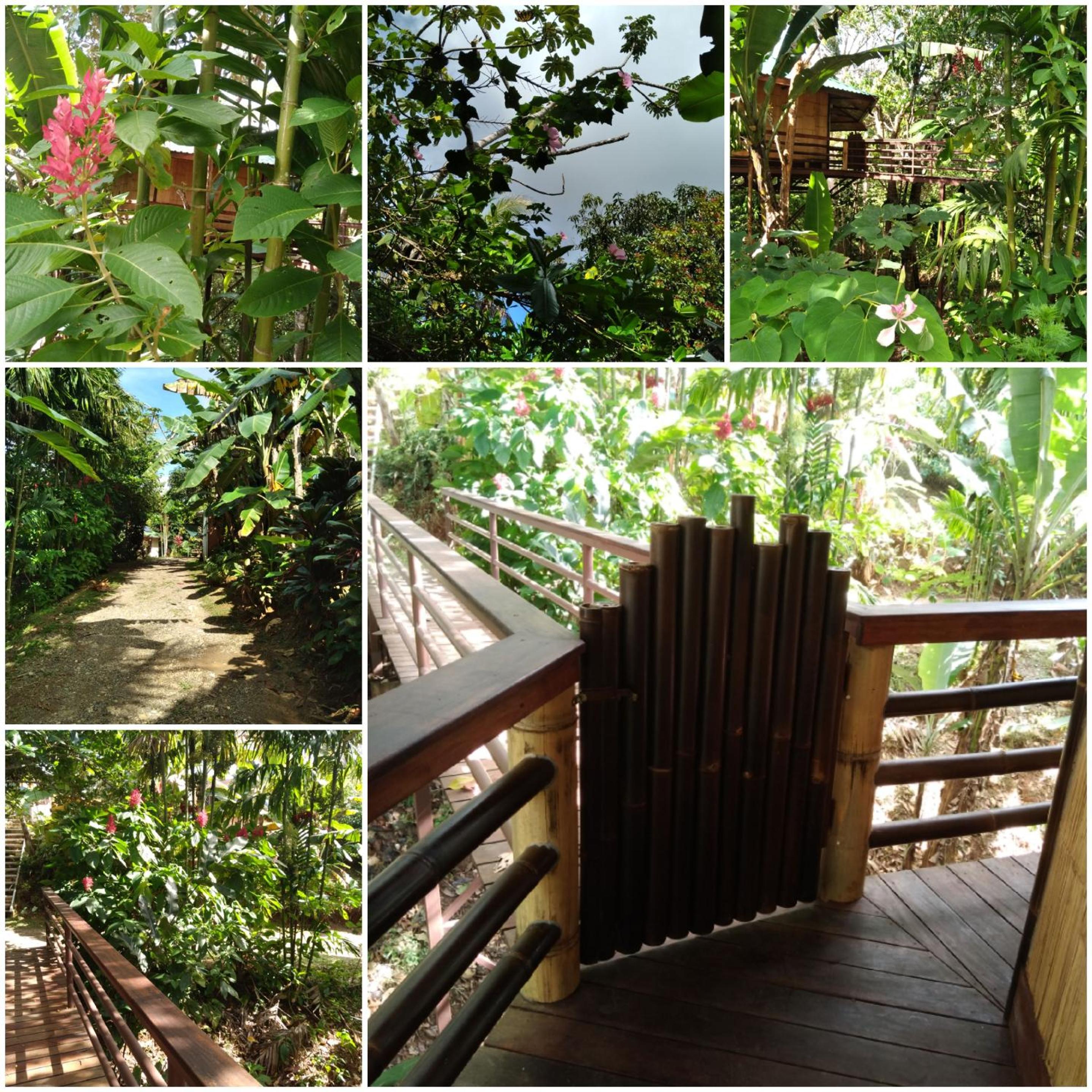 TREEHOUSE PILON PAVONES