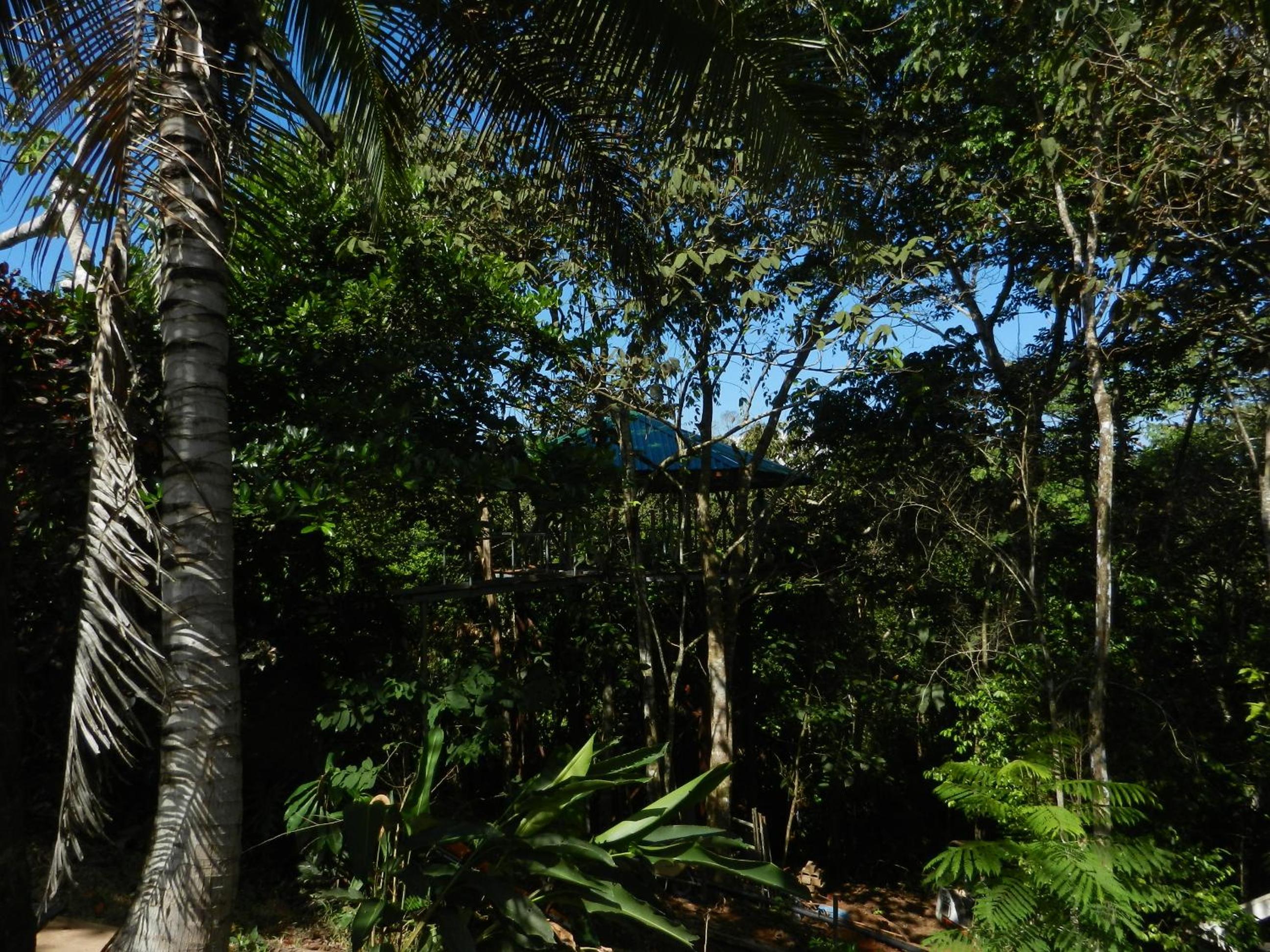 TREEHOUSE PILON PAVONES