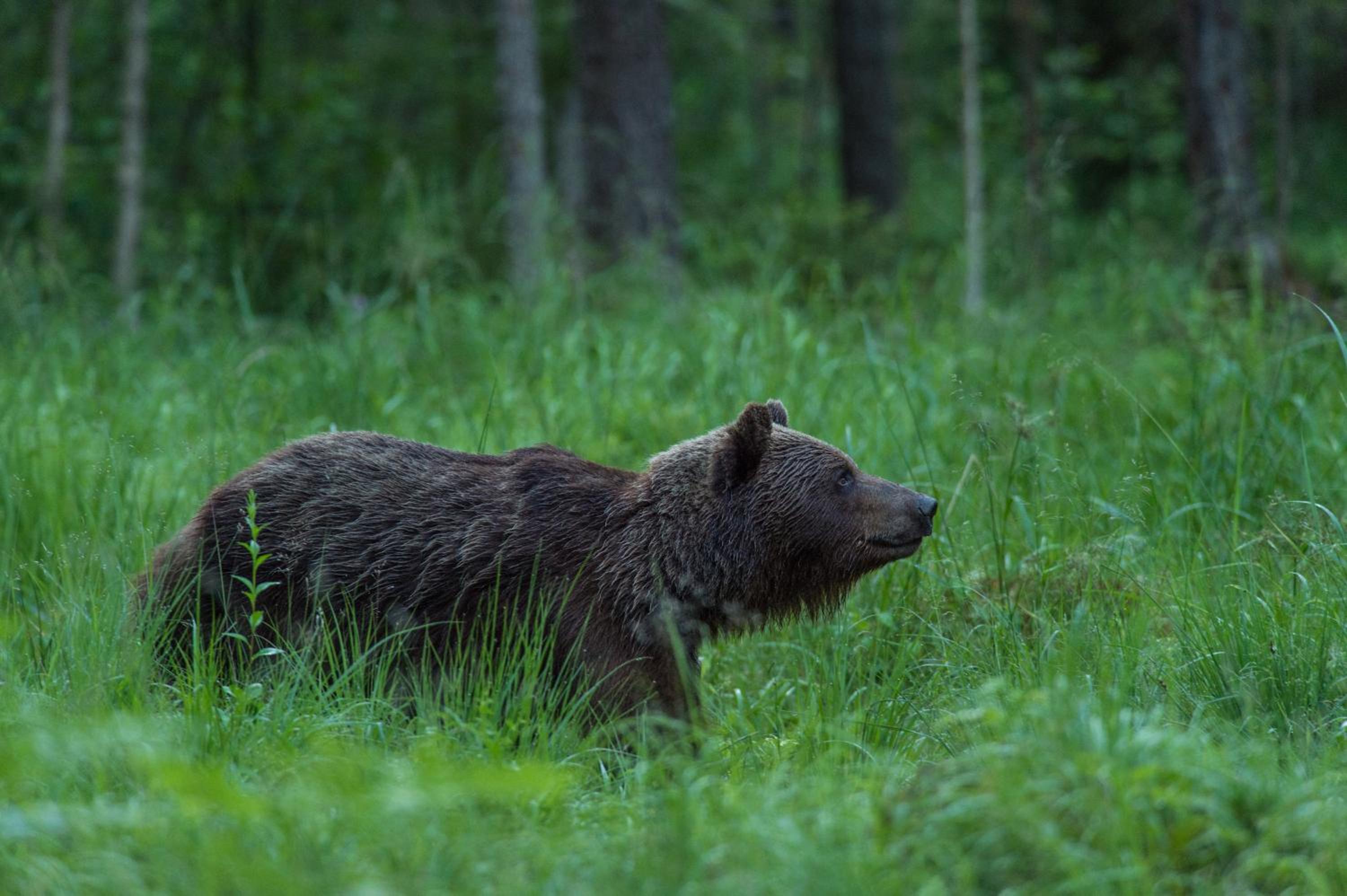 Bear Watching Hide of Alutaguse