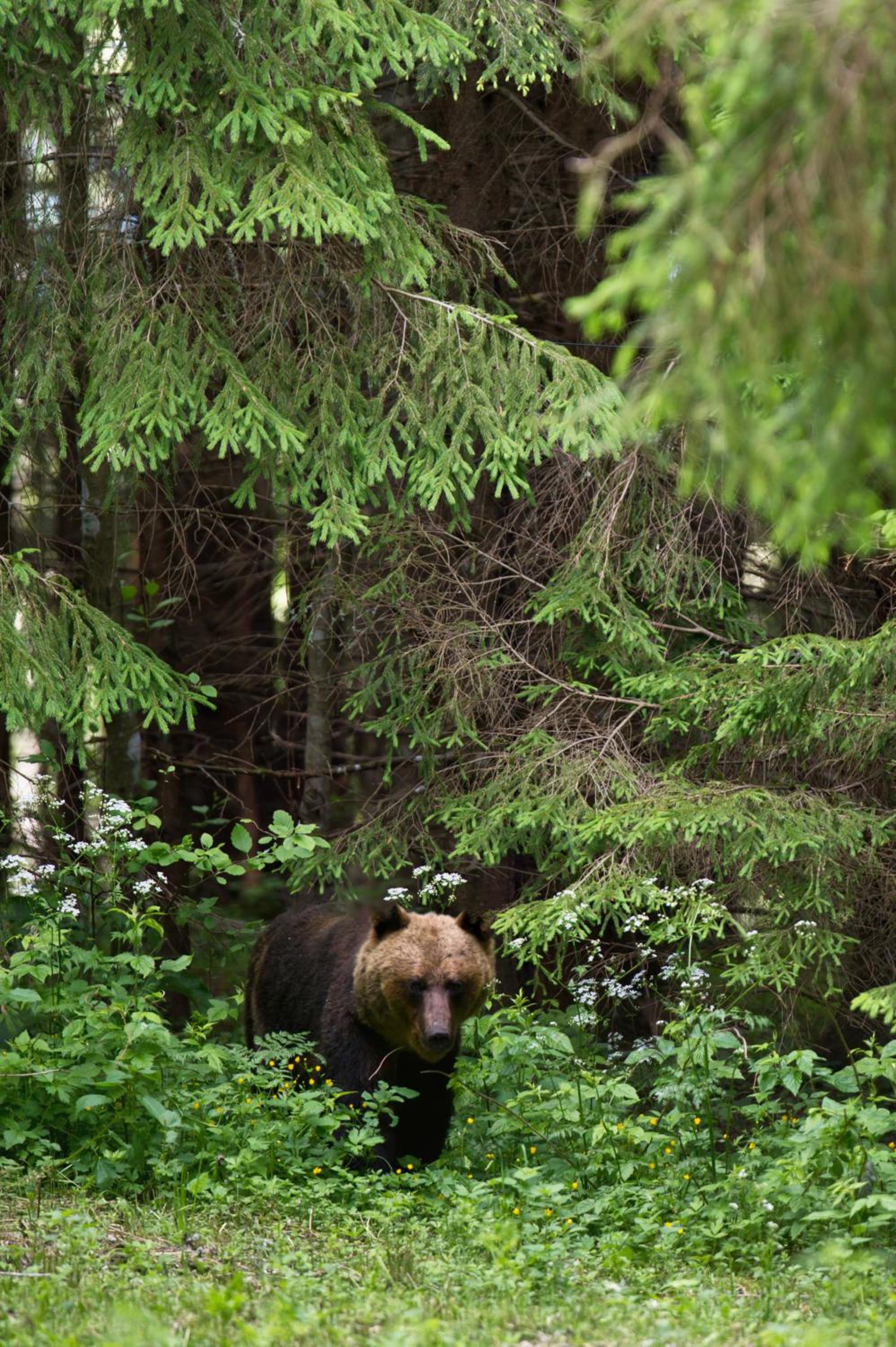 Bear Watching Hide of Alutaguse