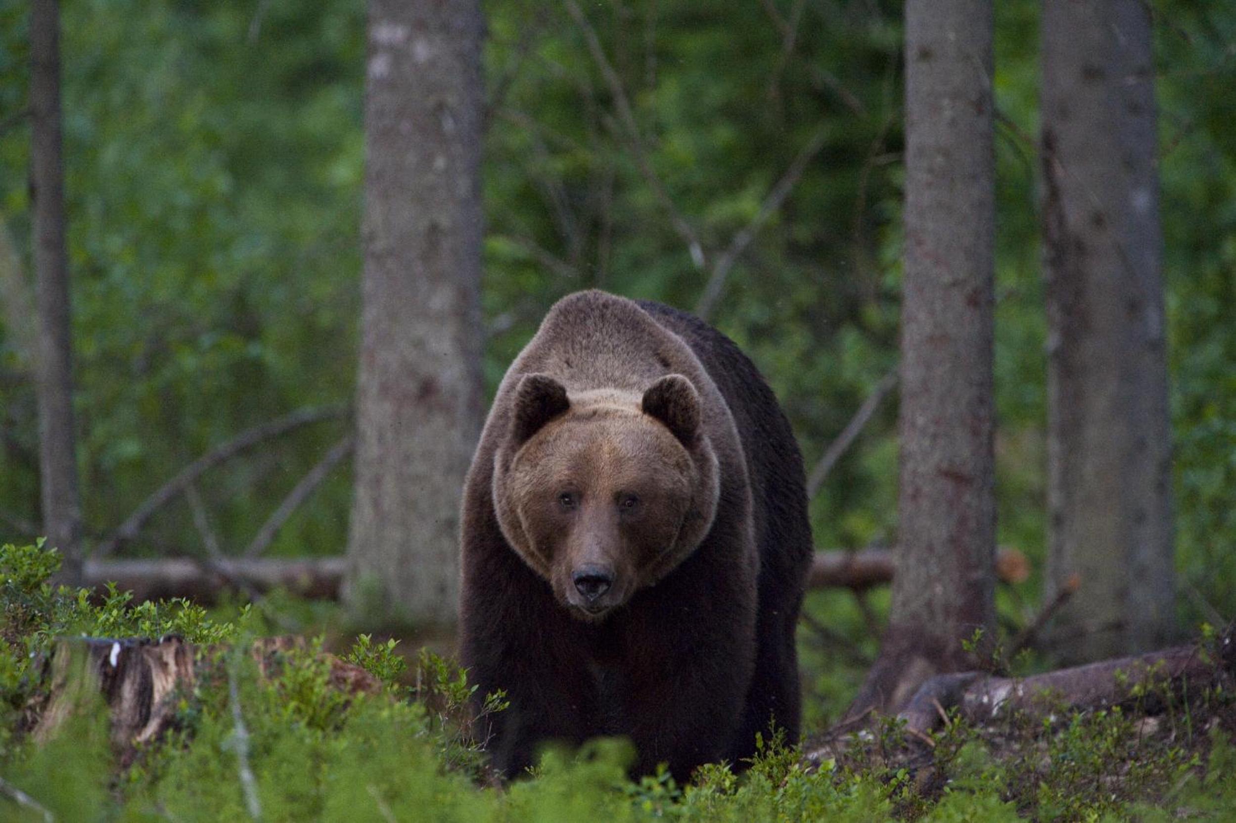 Bear Watching Hide of Alutaguse