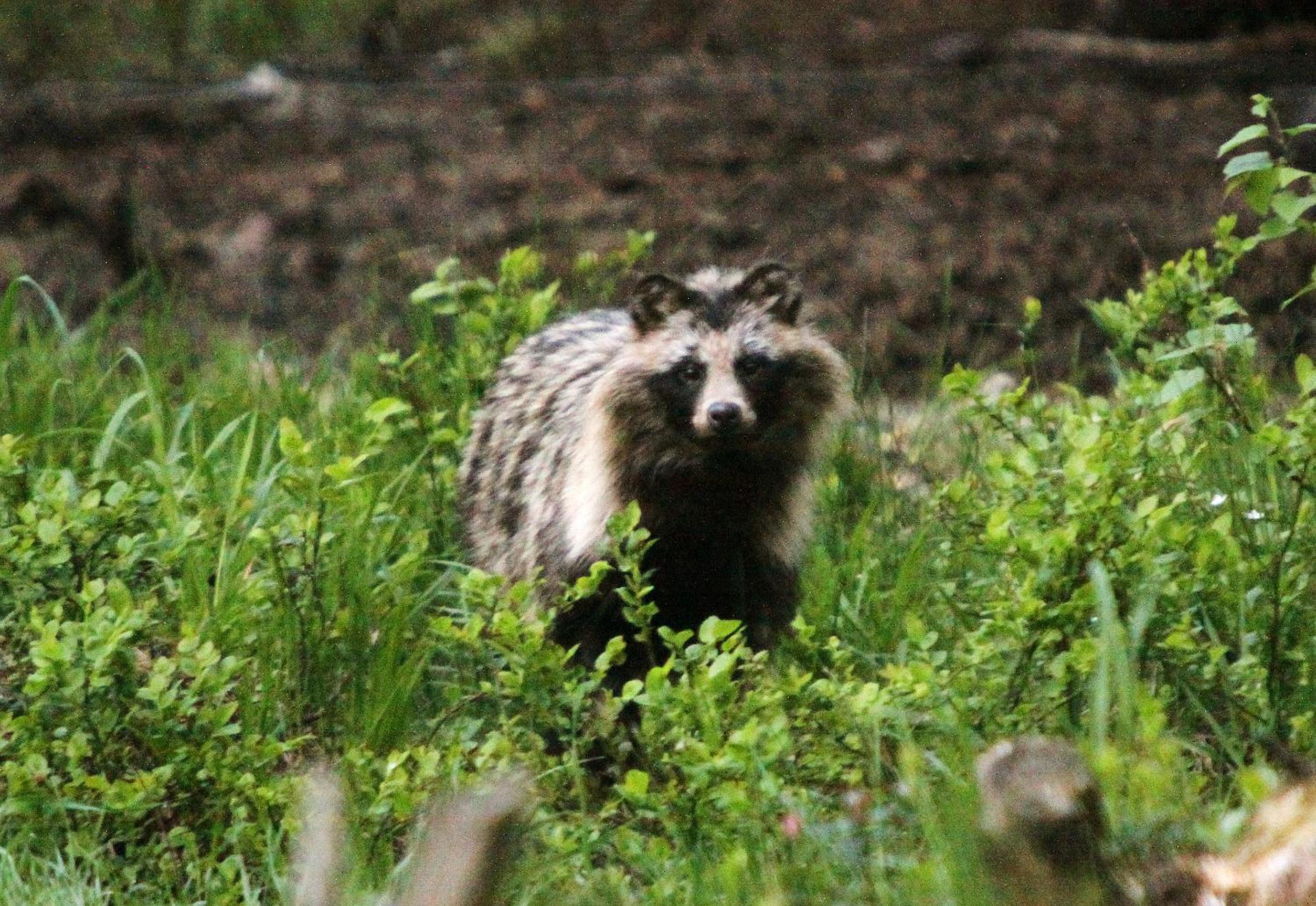 Bear Watching Hide of Alutaguse