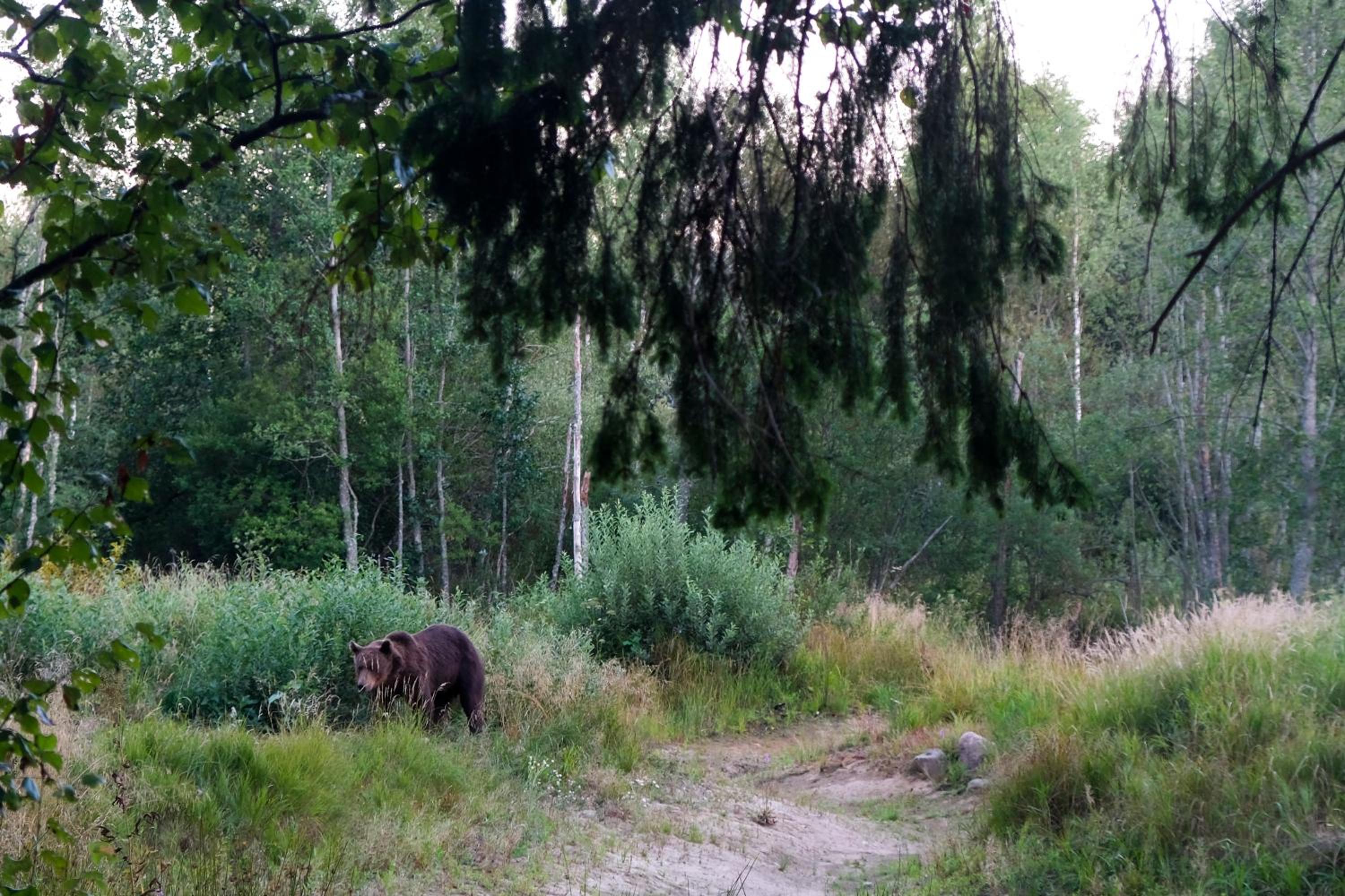 Bear Watching Hide of Alutaguse