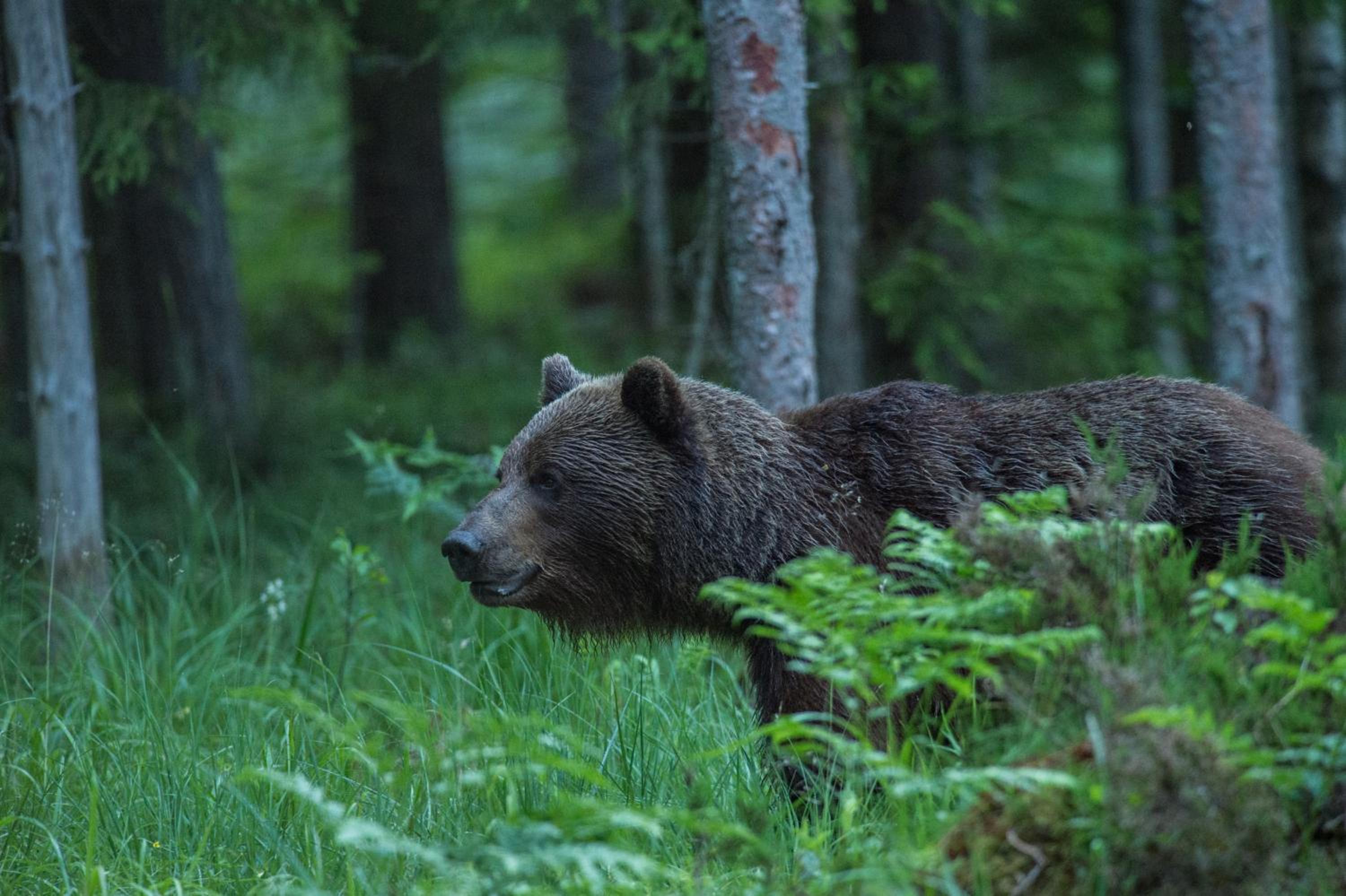 Bear Watching Hide of Alutaguse