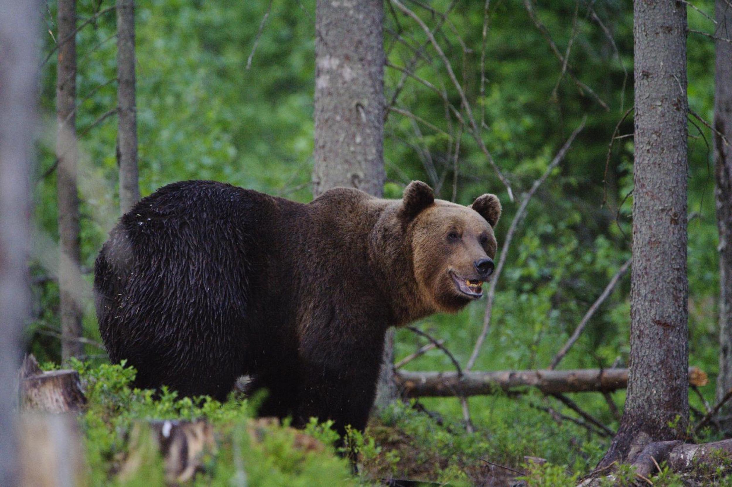 Bear Watching Hide of Alutaguse