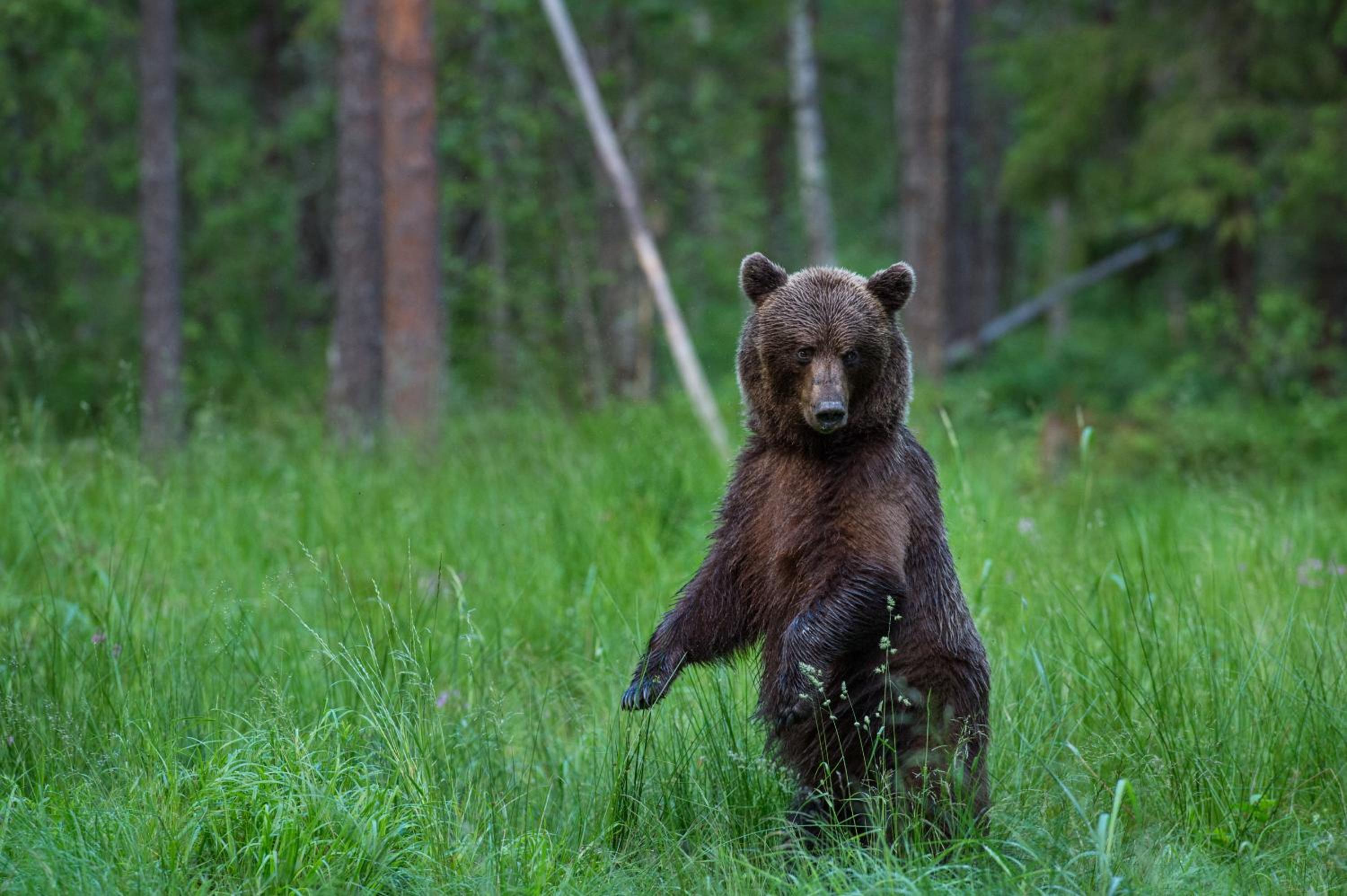 Bear Watching Hide of Alutaguse