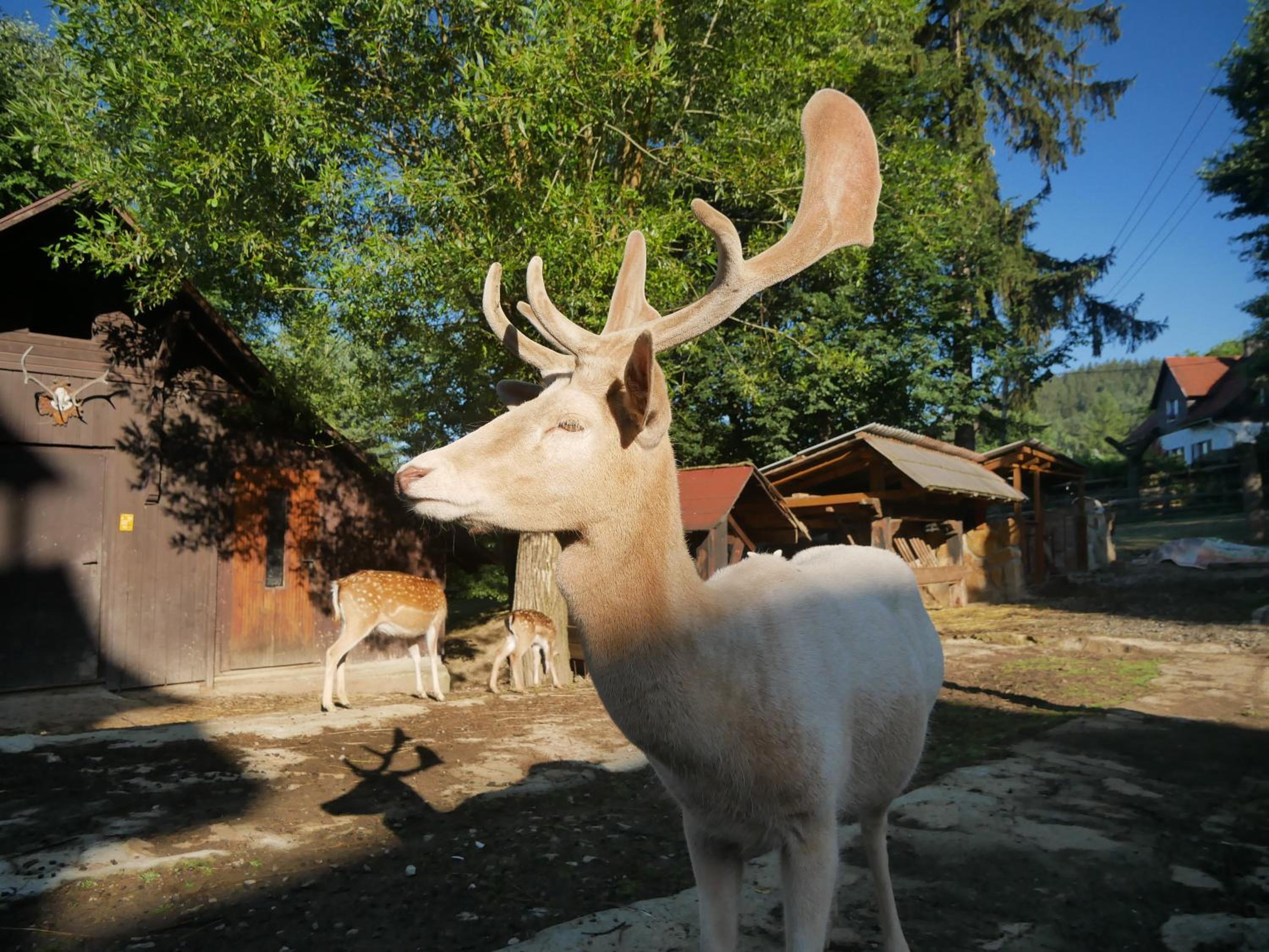Penzion Obora