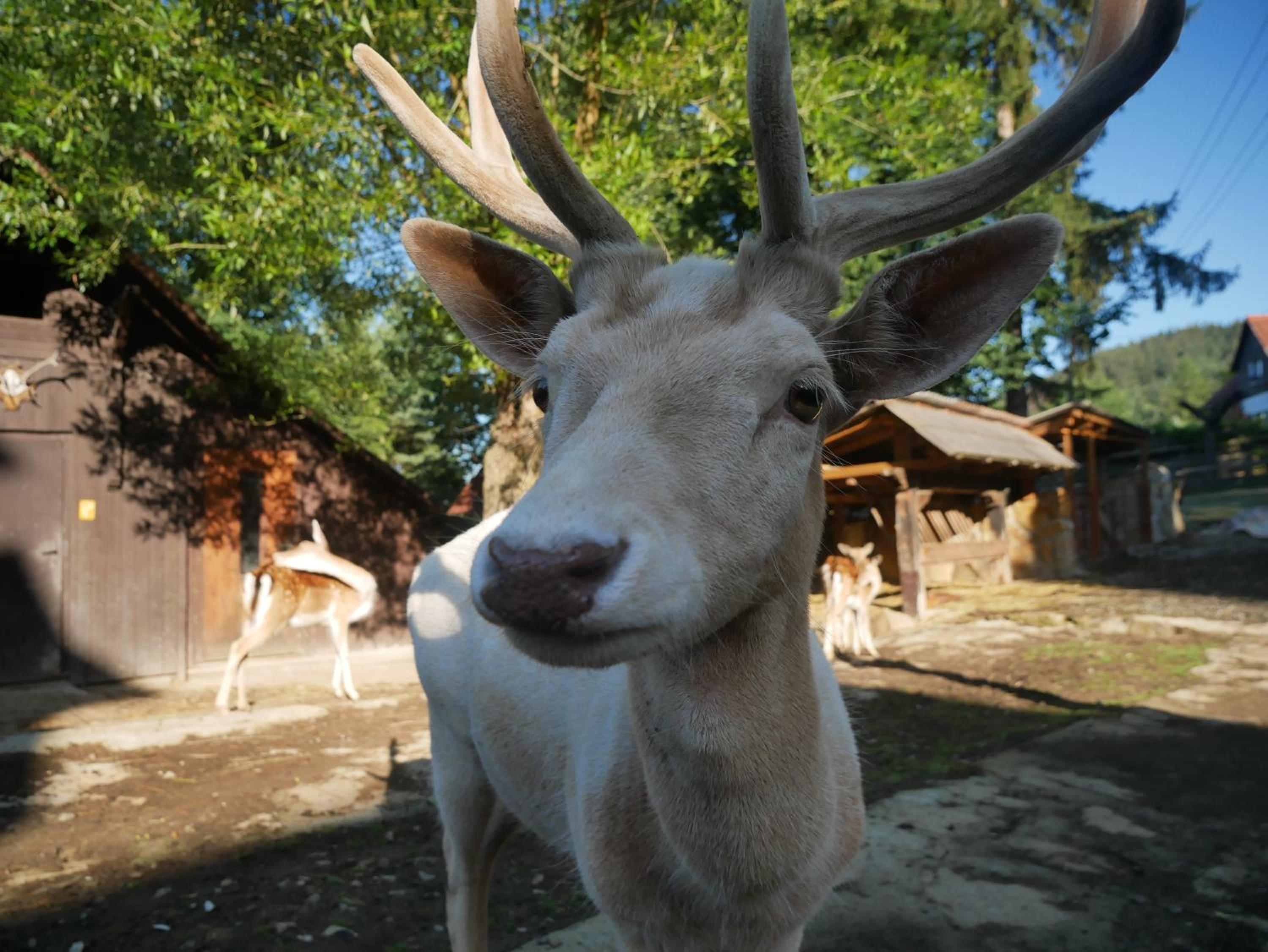 Penzion Obora