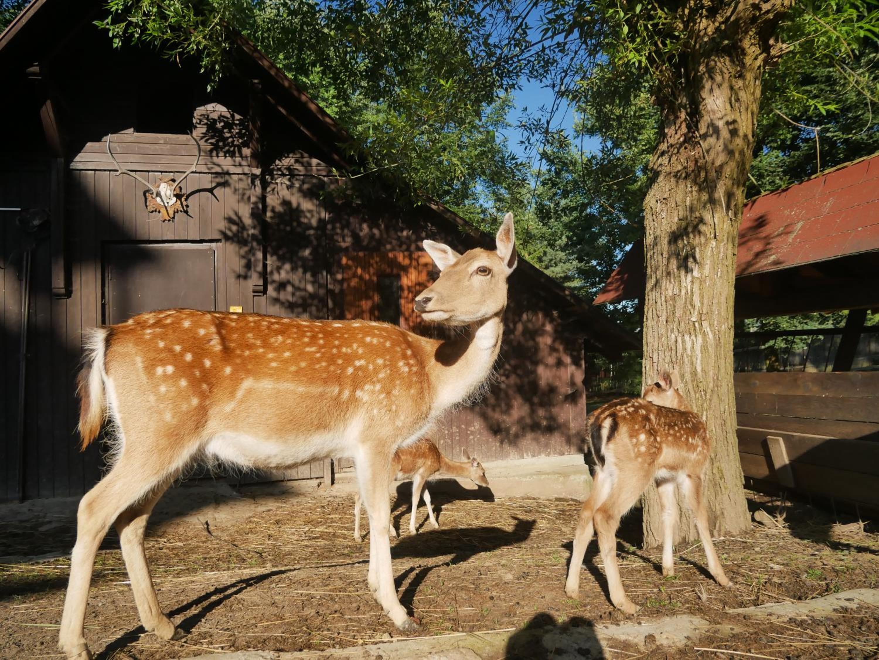 Penzion Obora