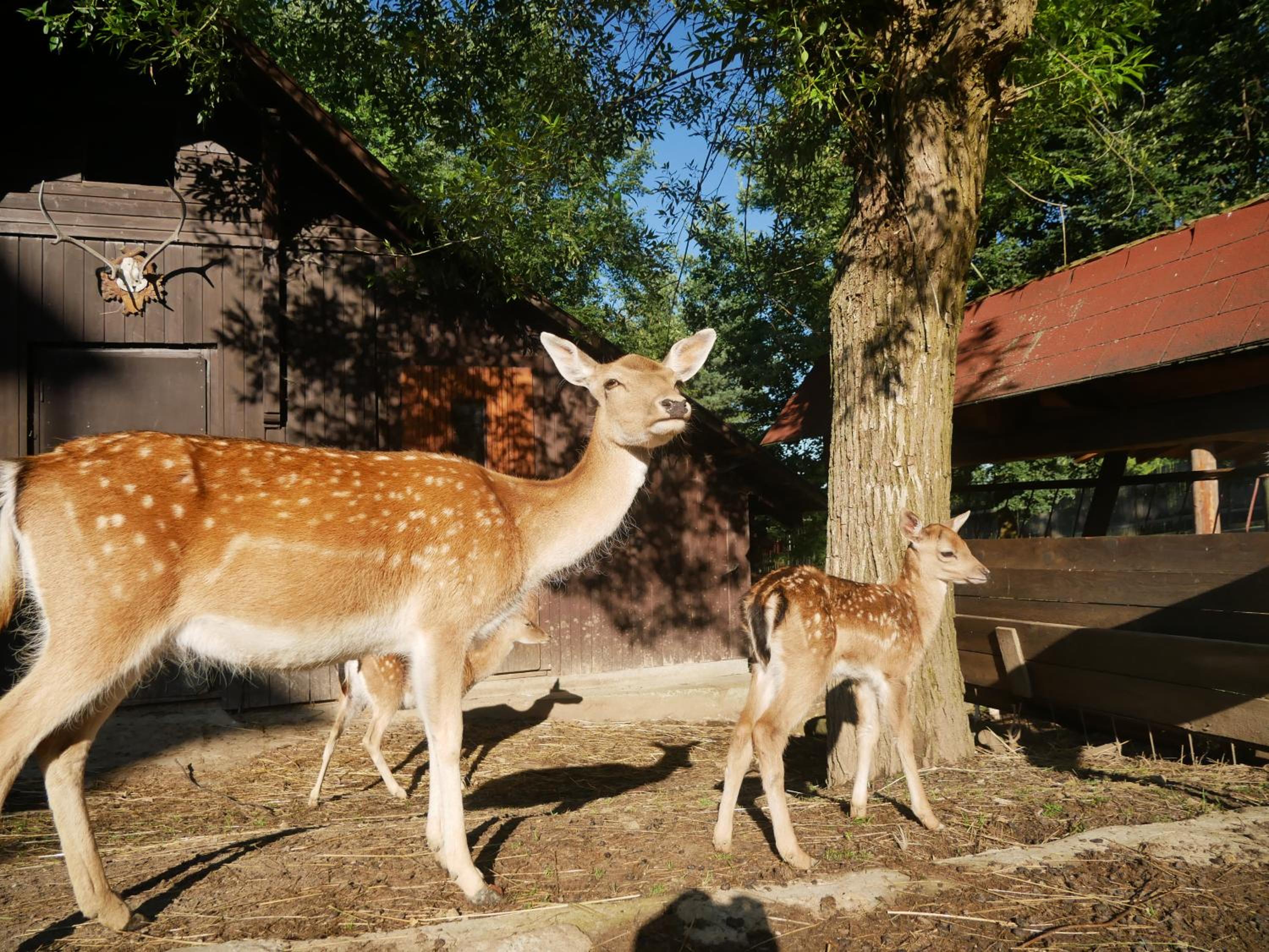 Penzion Obora