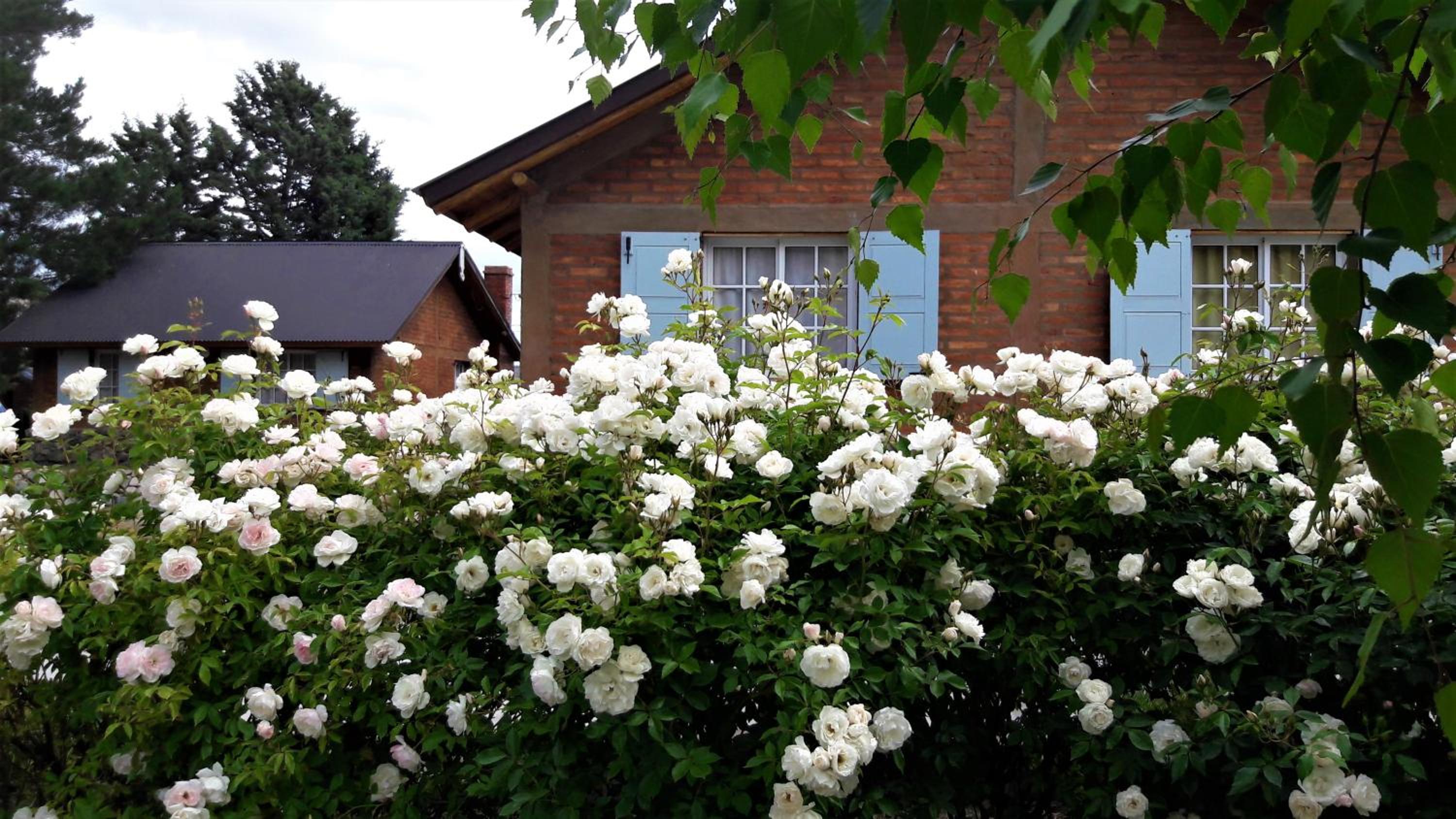 Cabañas Pyracantha