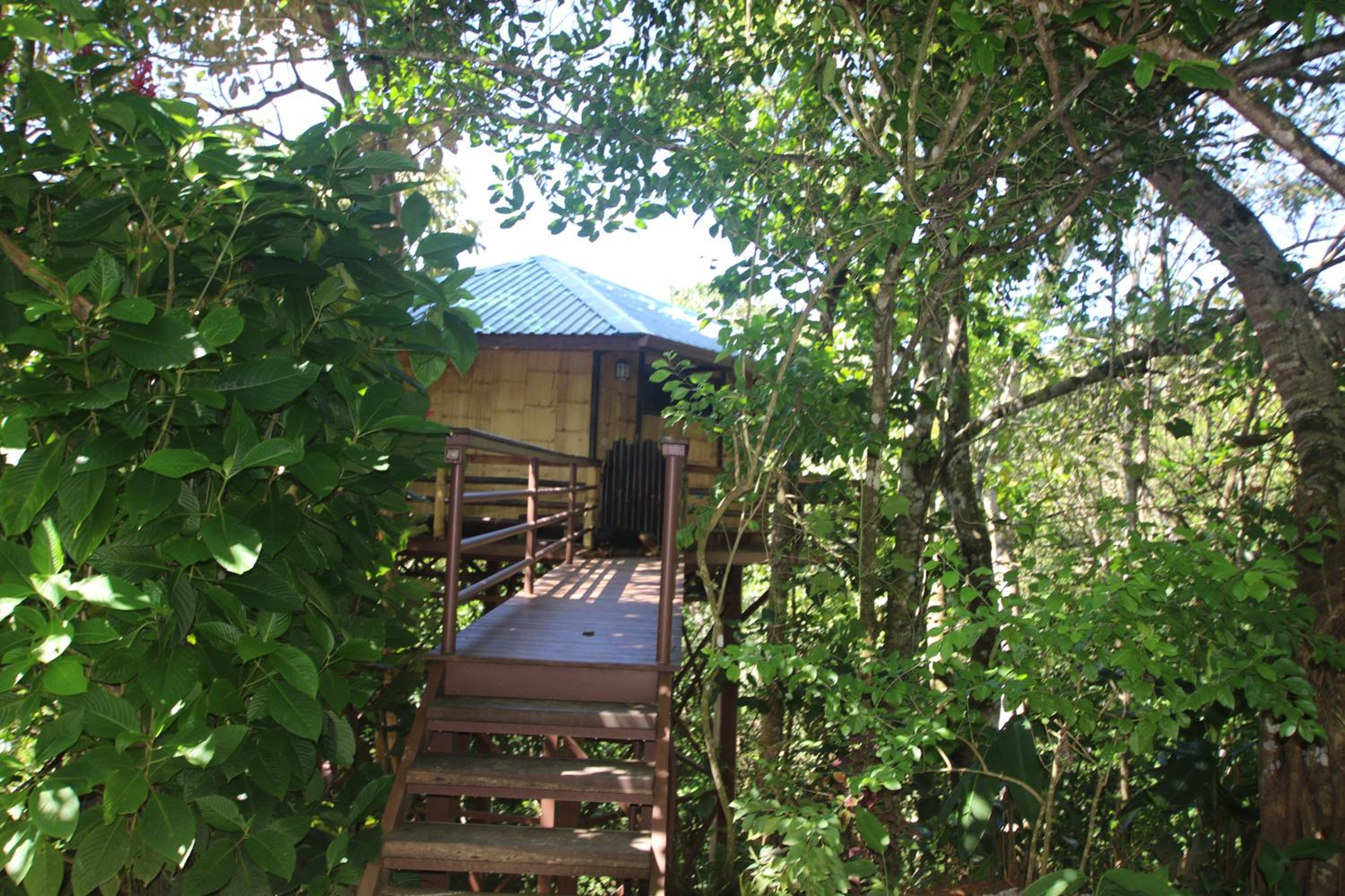 TREEHOUSE PILON PAVONES