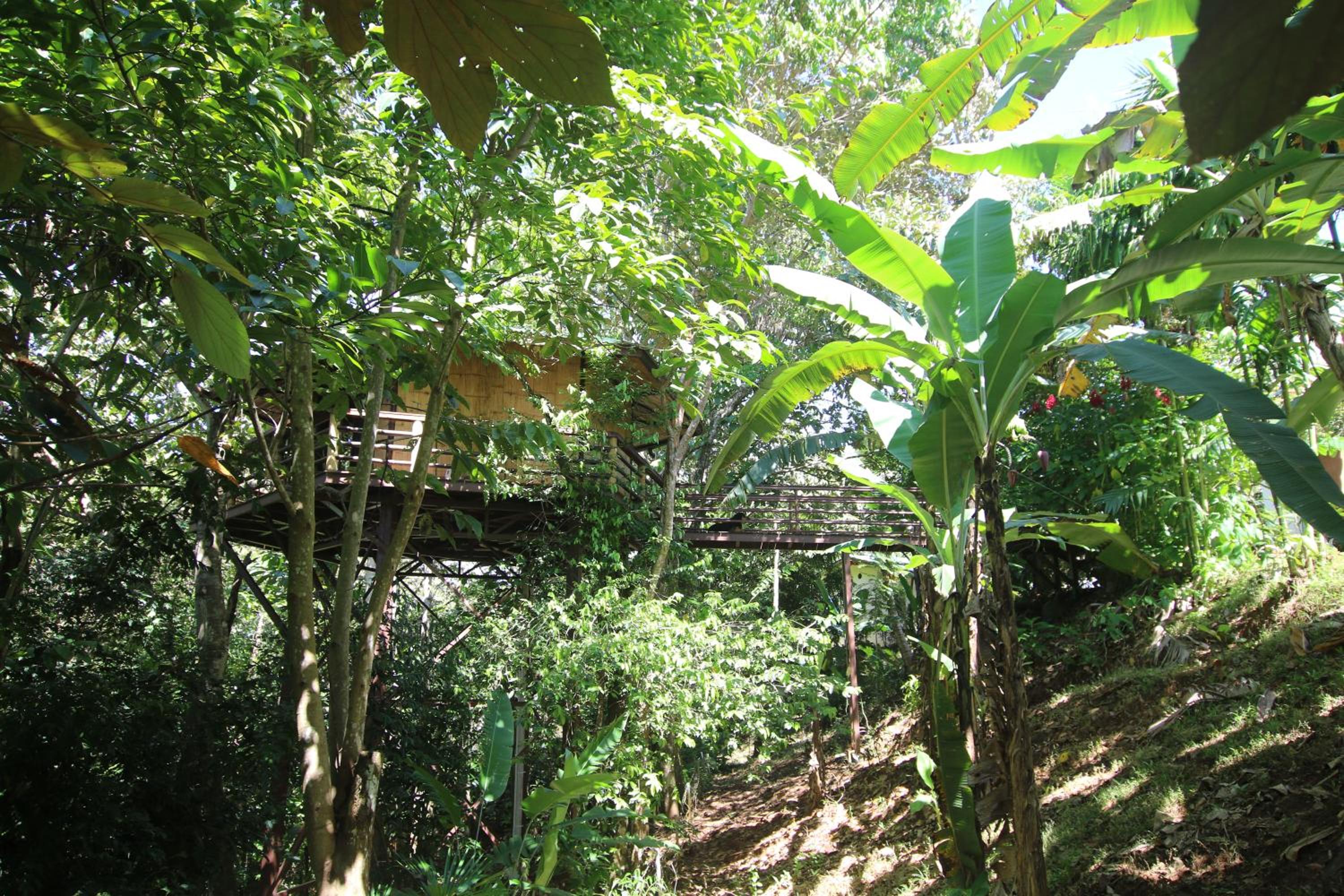 TREEHOUSE PILON PAVONES