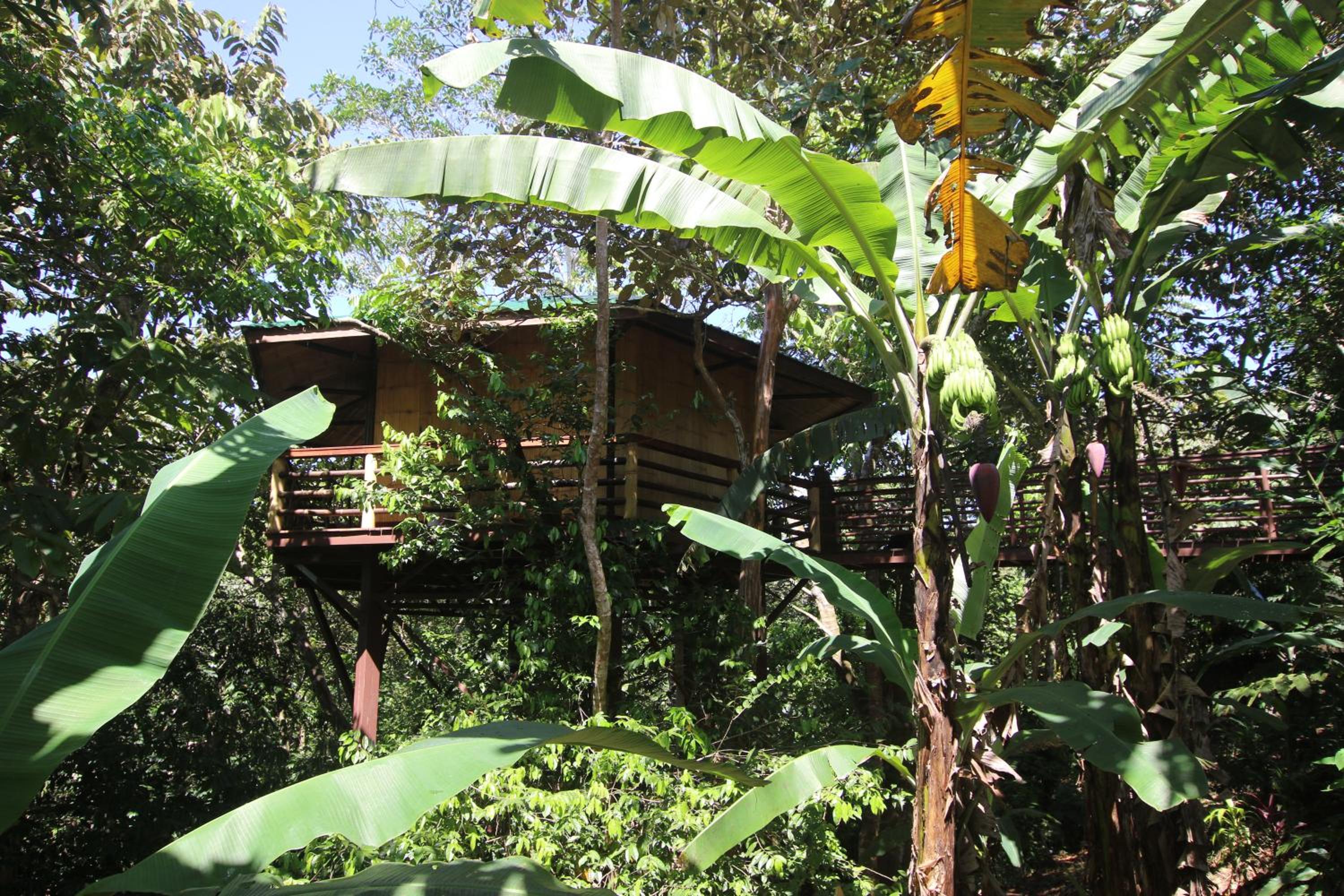 Hotel TREEHOUSE PILON PAVONES - Image 1