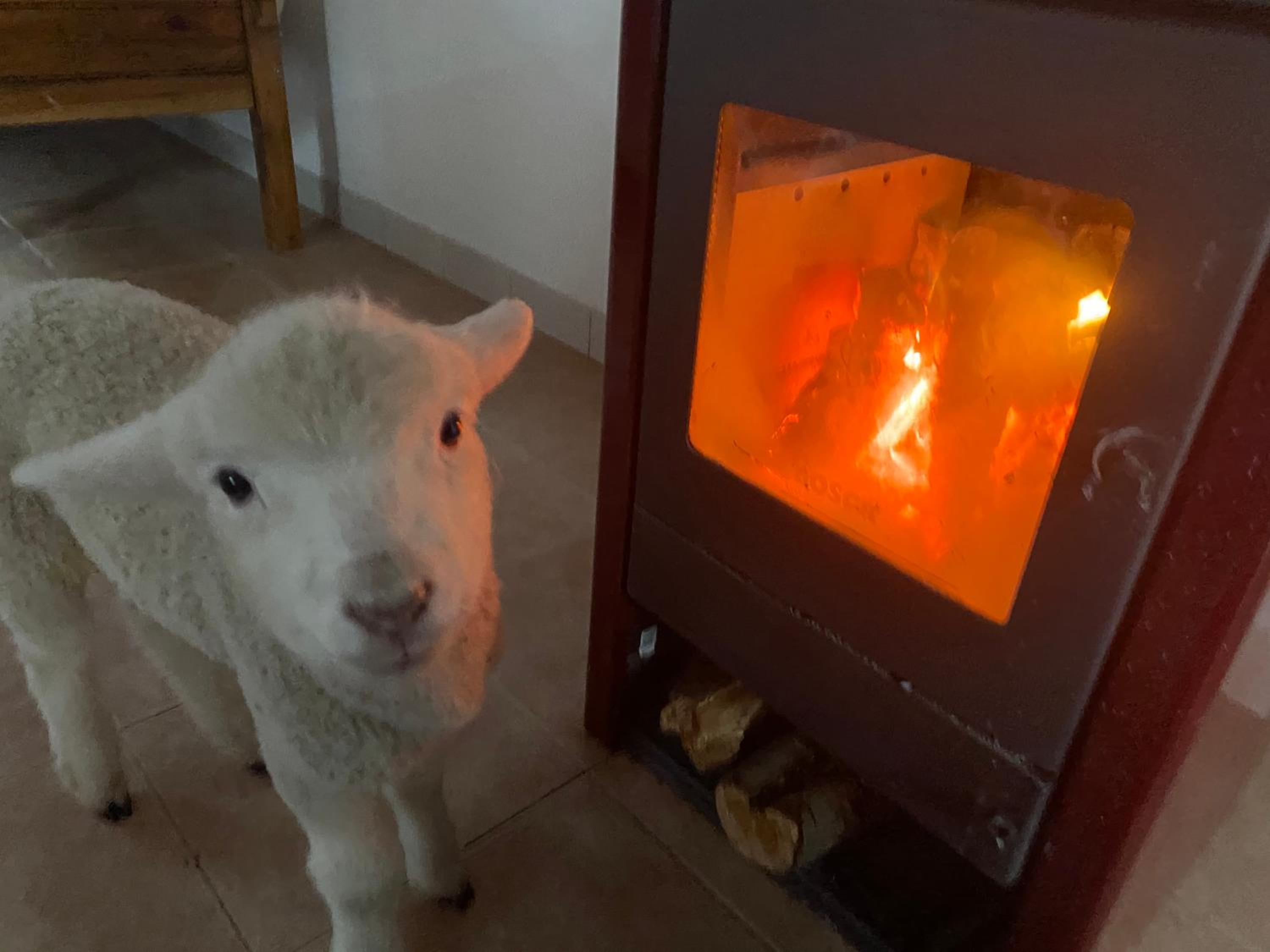 Estancia Bonanza Patagonian Lodge Experience