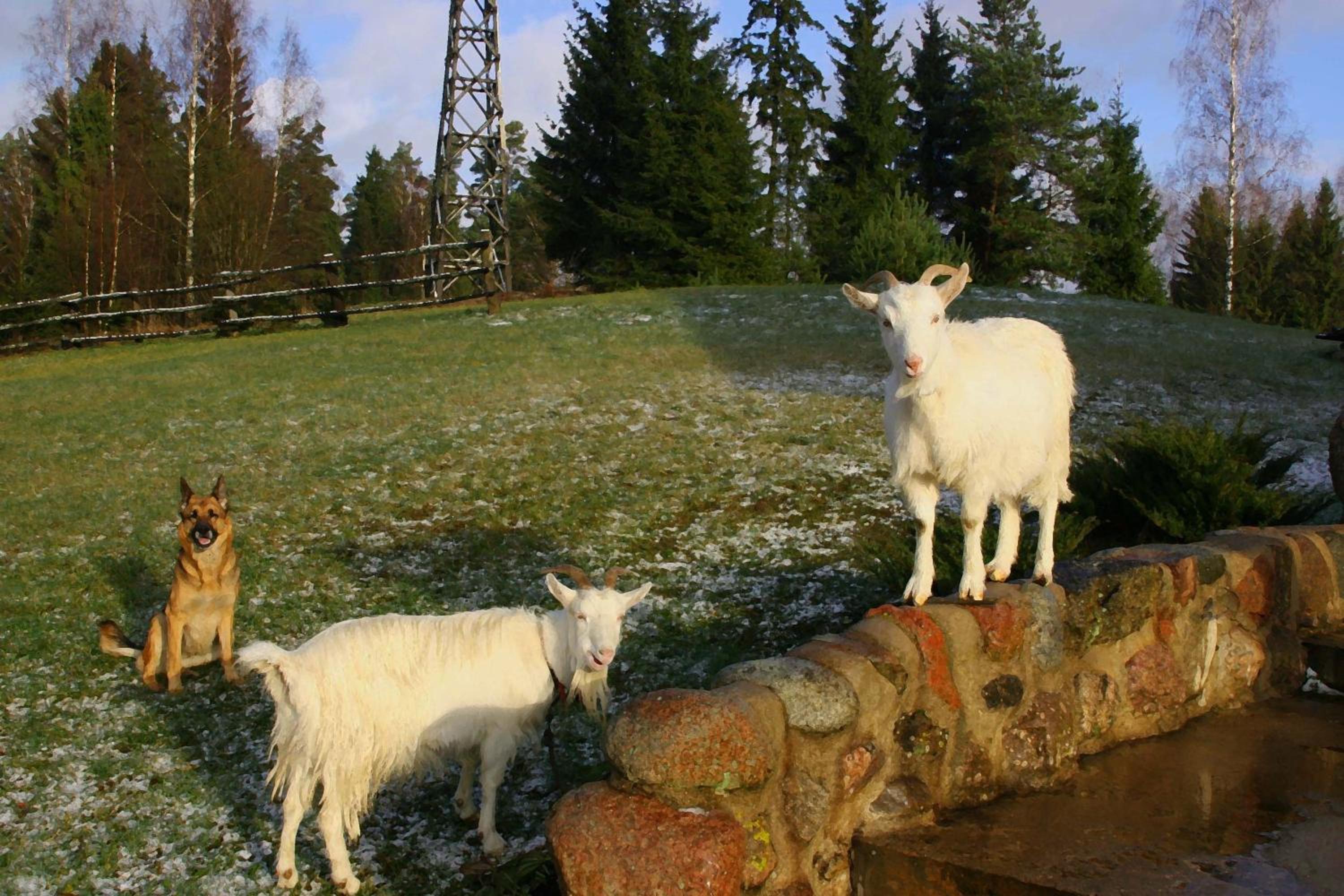 Miškiniškės