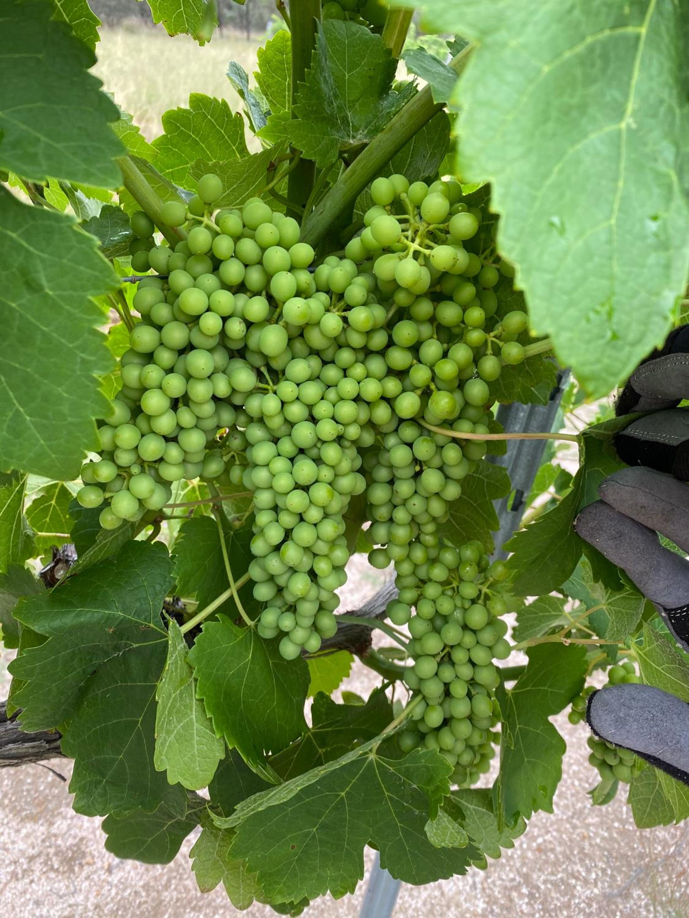 Big Fella Wines & Farmstay