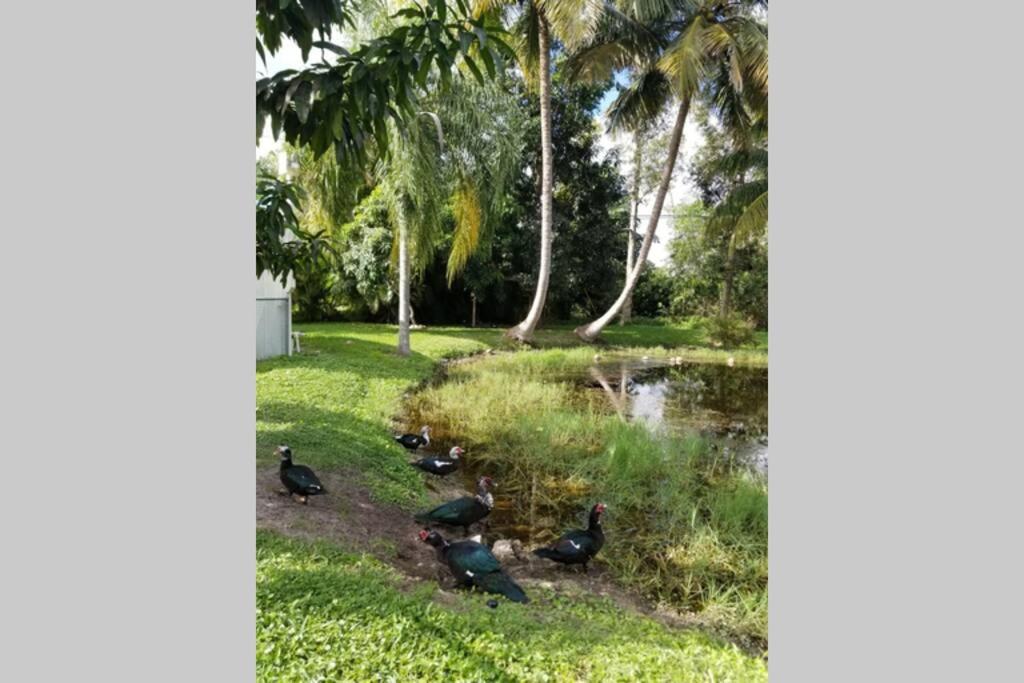 Bonita Oasis